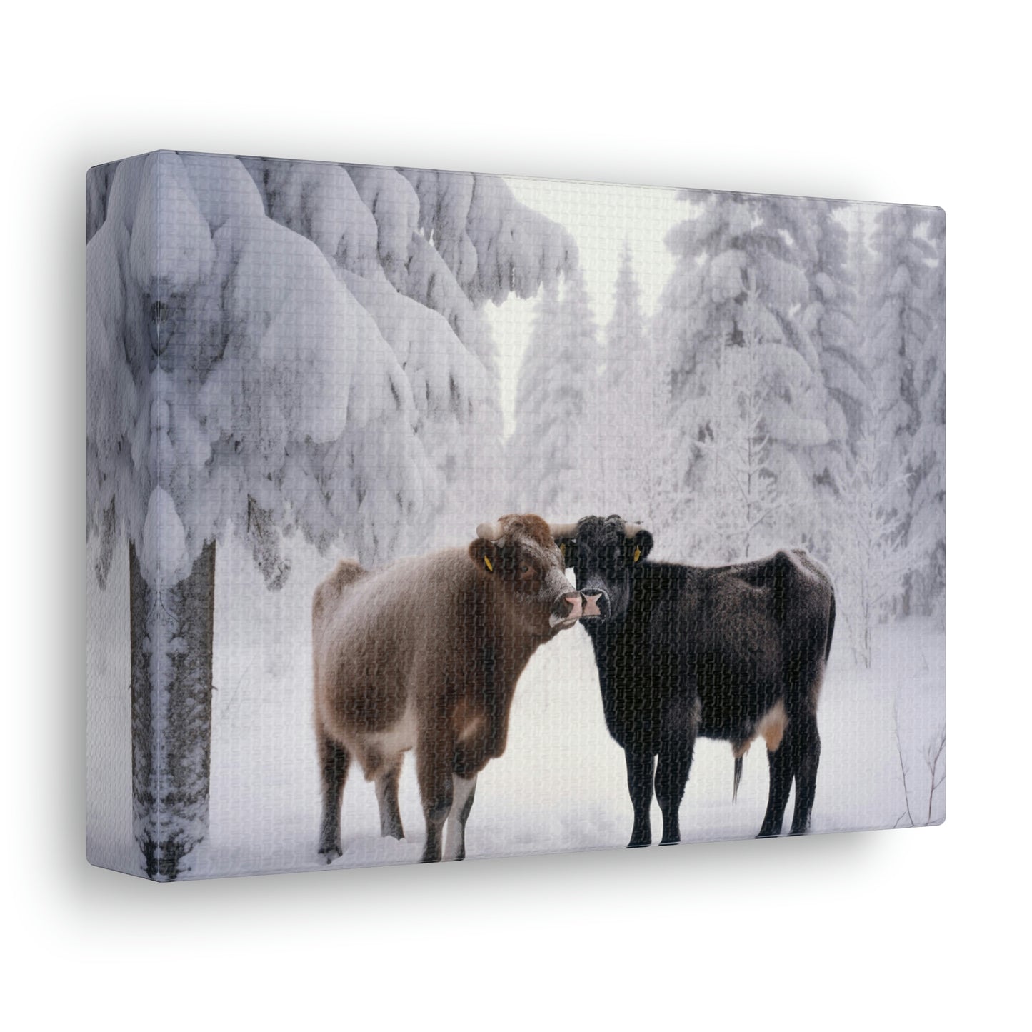 Canvas Gallery Wraps Long Haired Cow snow 3