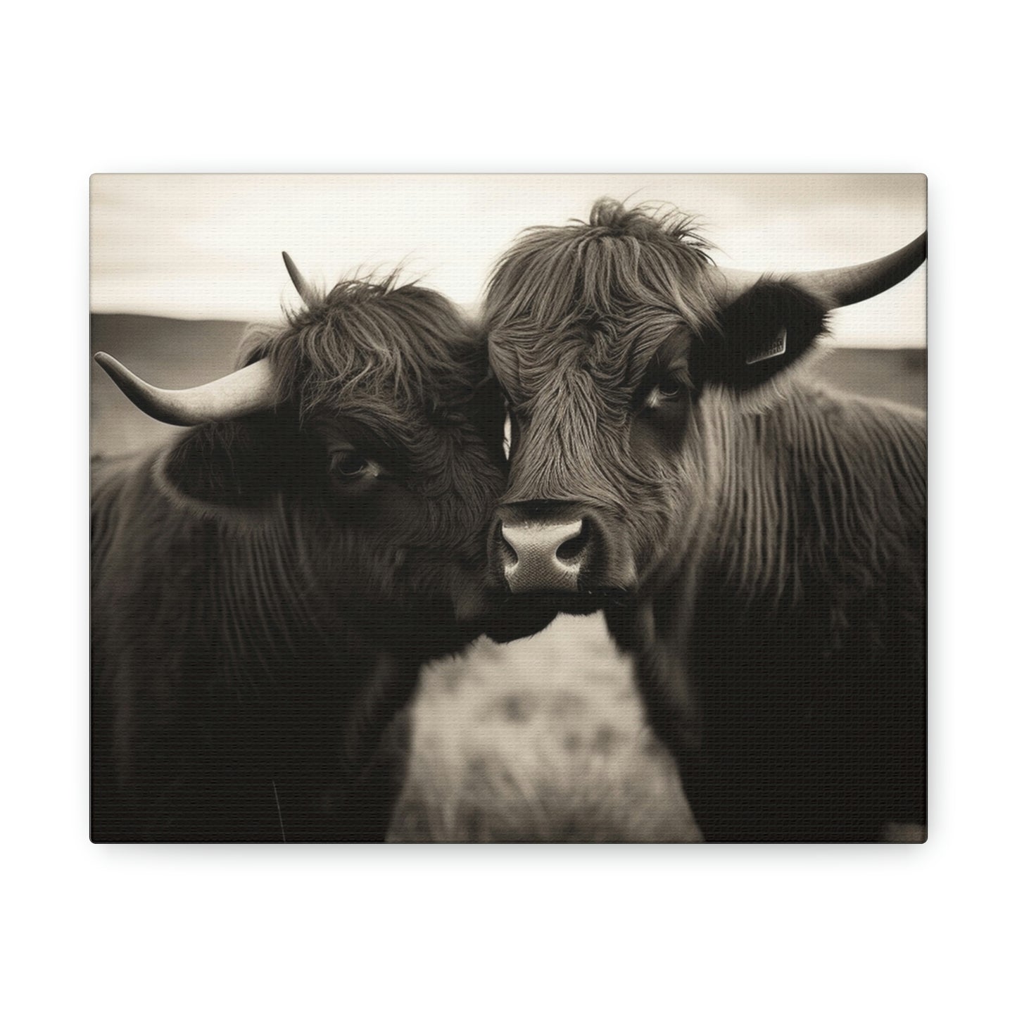 Canvas Gallery Wraps Cow Love 4