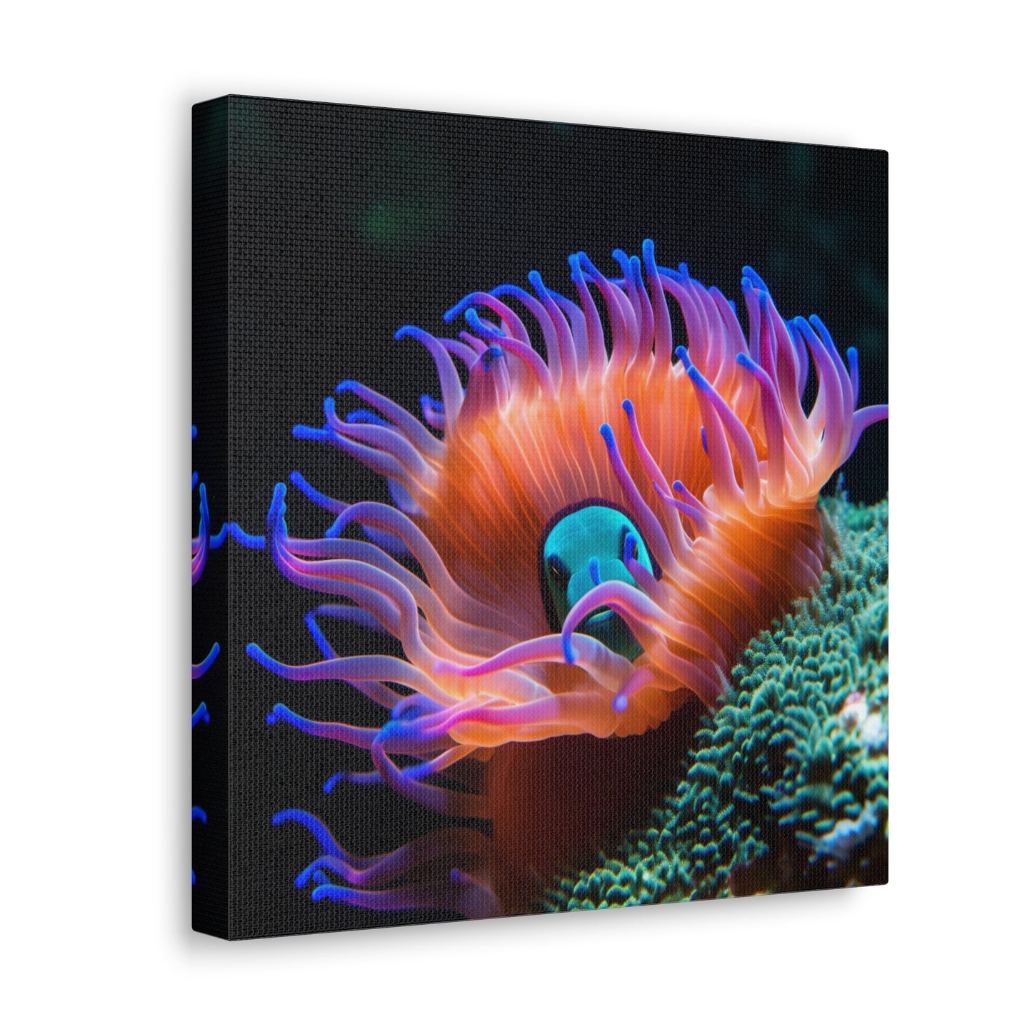 Canvas Gallery Wraps Anemone Clown 1