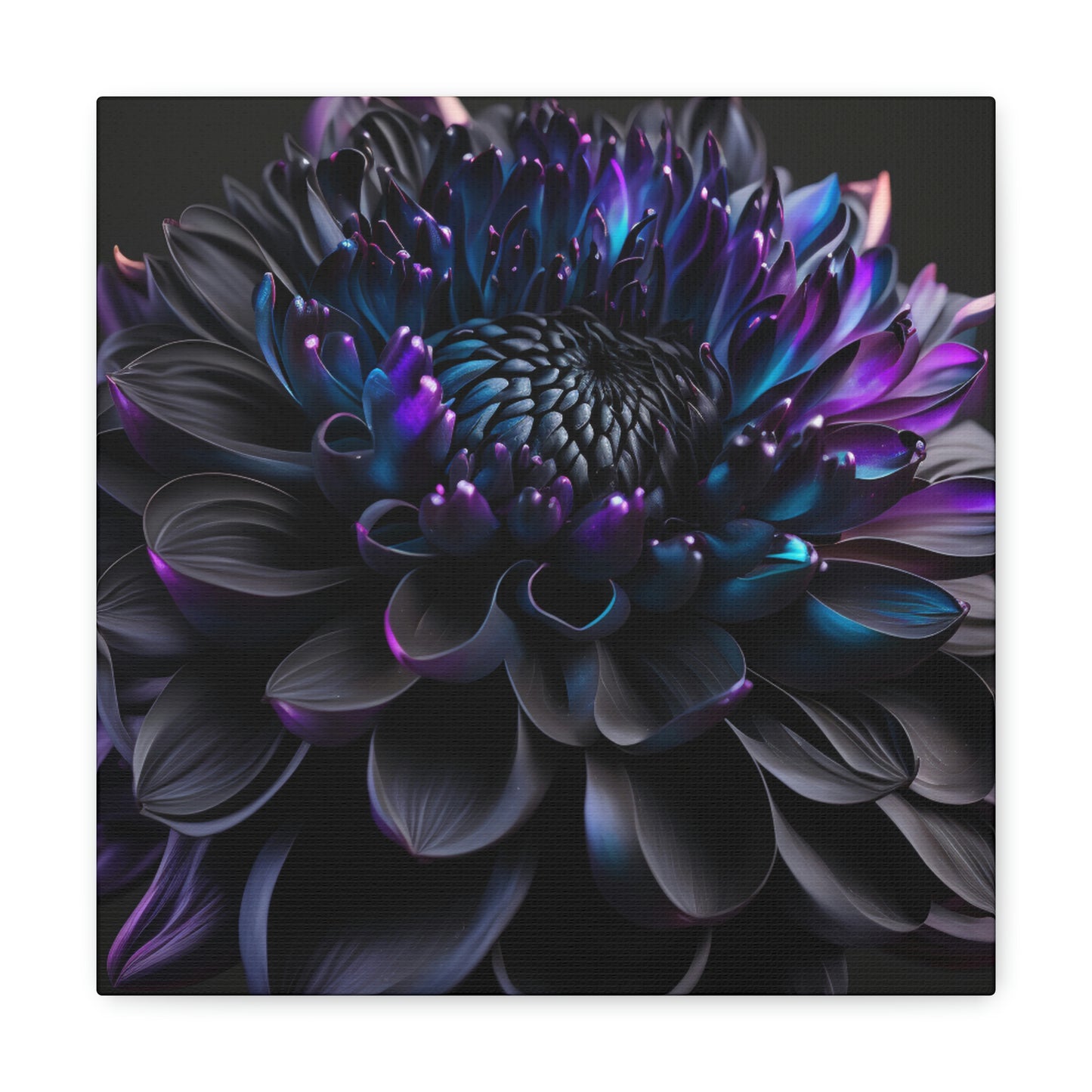 Dahlia dark 2