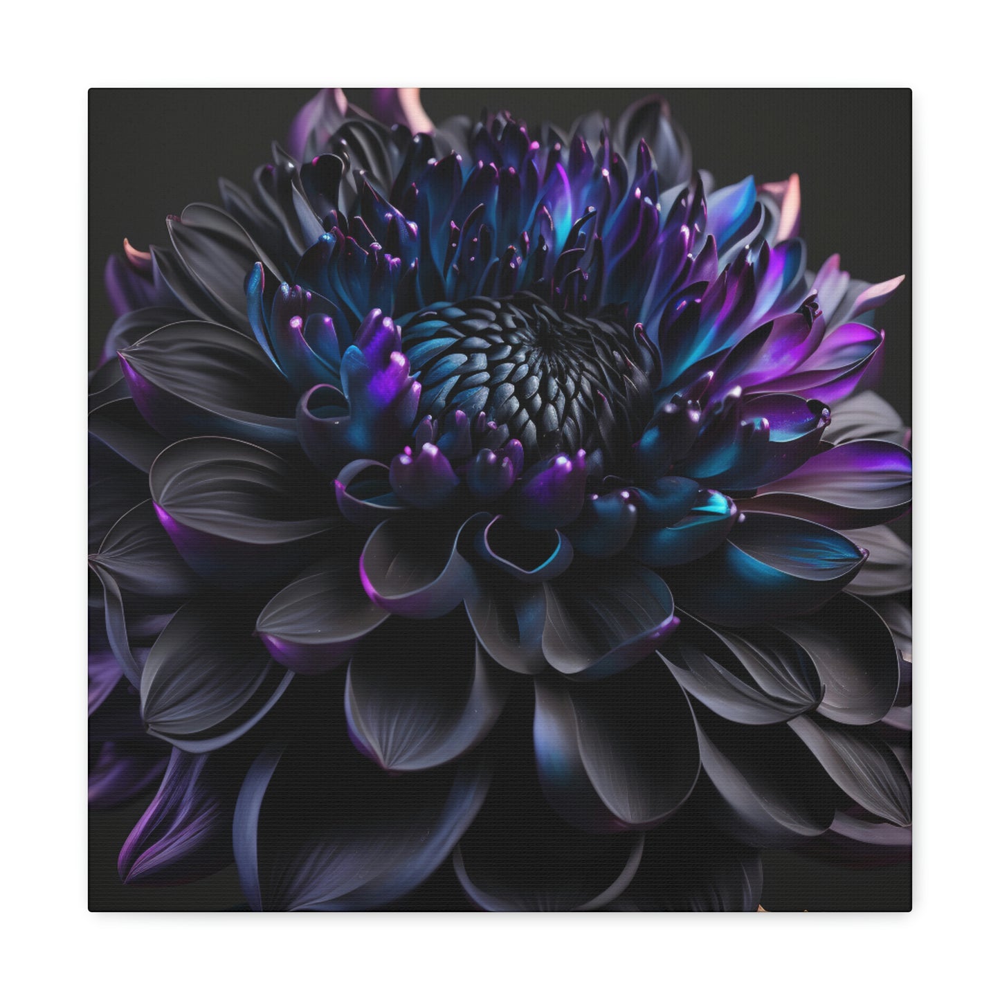 Dahlia dark 2