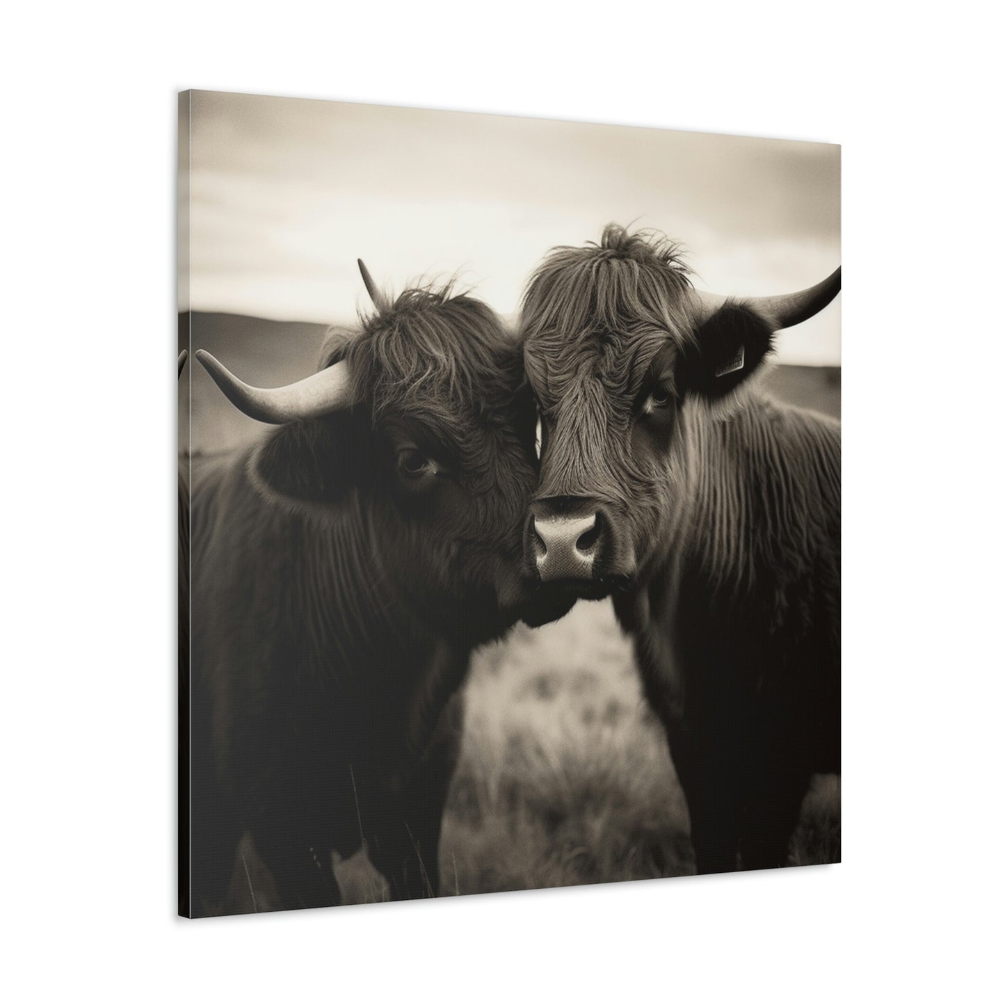 Canvas Gallery Wraps Cow Love 4