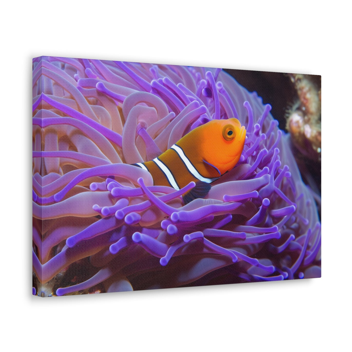 Canvas Gallery Wraps Anemone Clown 3