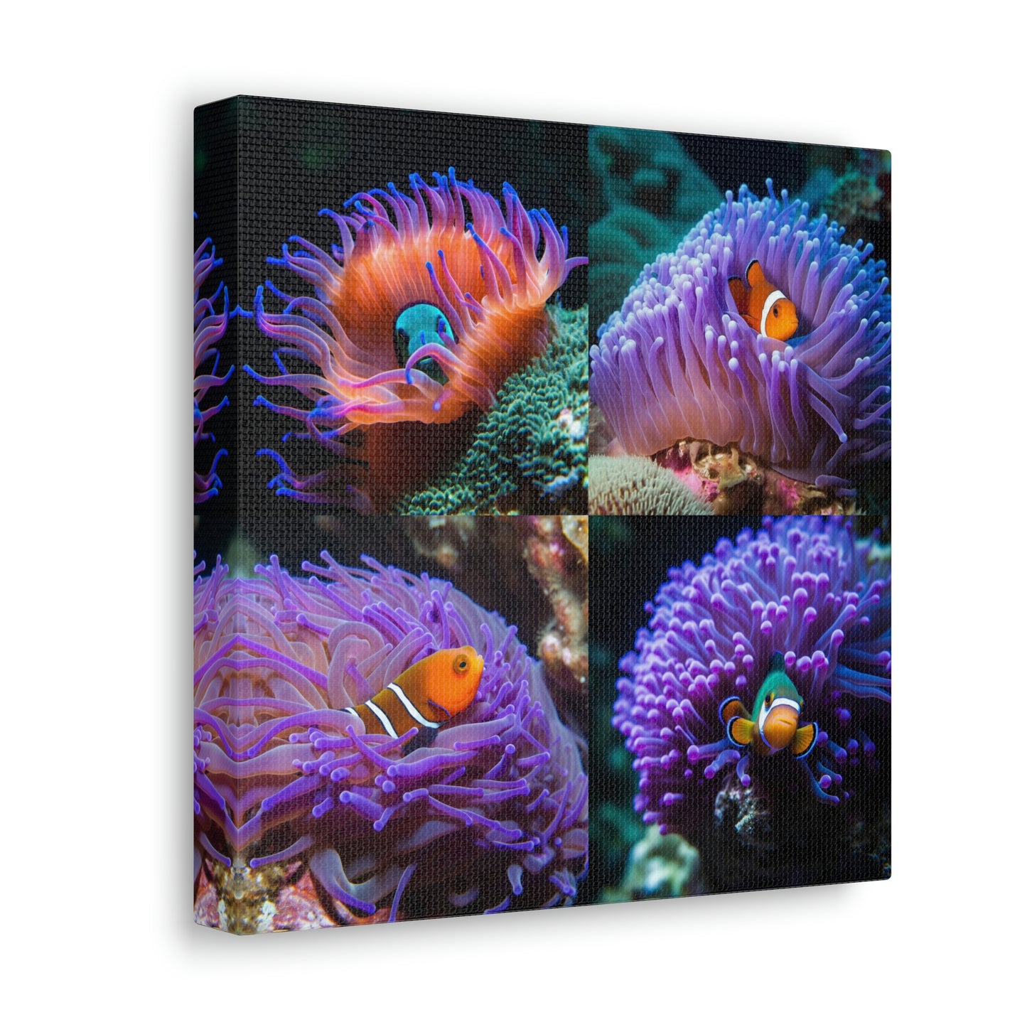 Canvas Gallery Wraps Anemone Clown 4 Pack