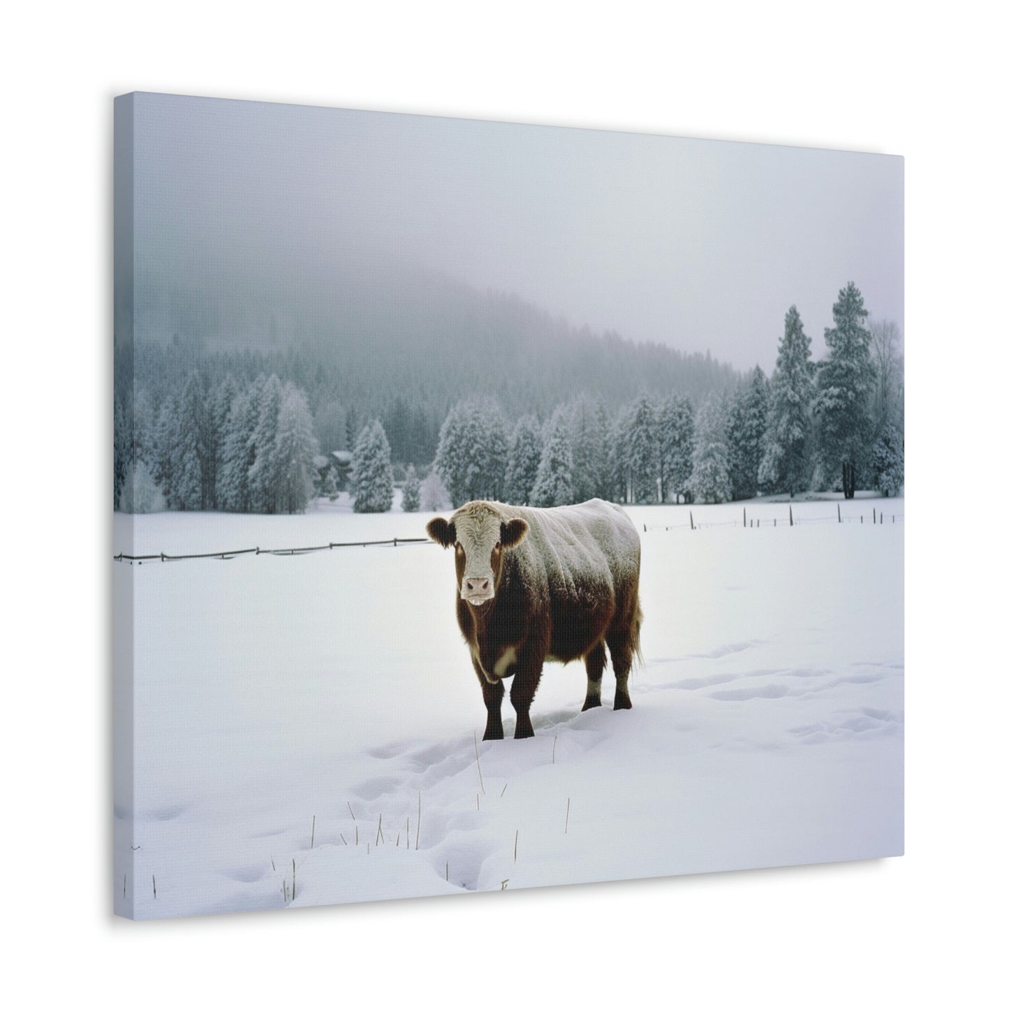 Canvas Gallery Wraps  Cow Snow 1