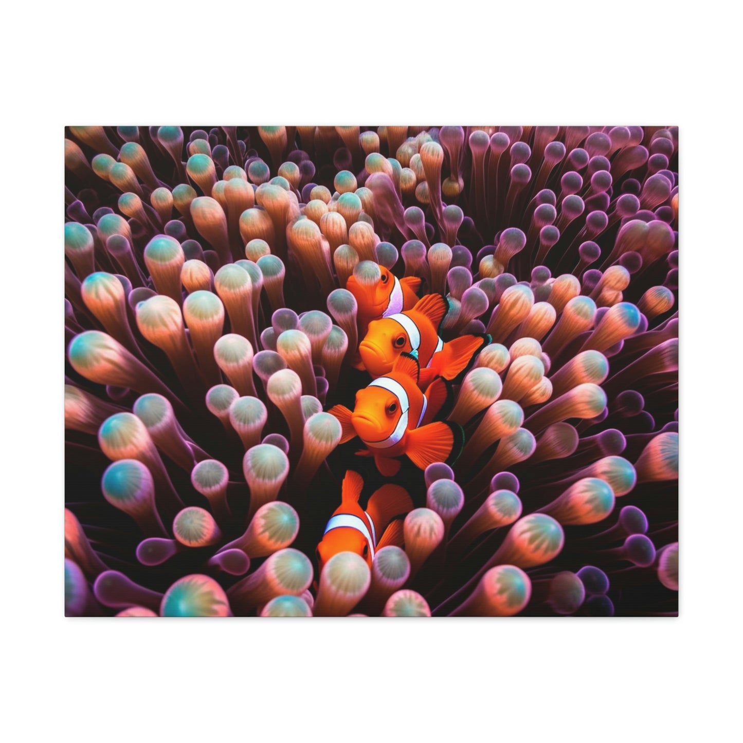 Canvas Gallery Wraps Clown Fish 3