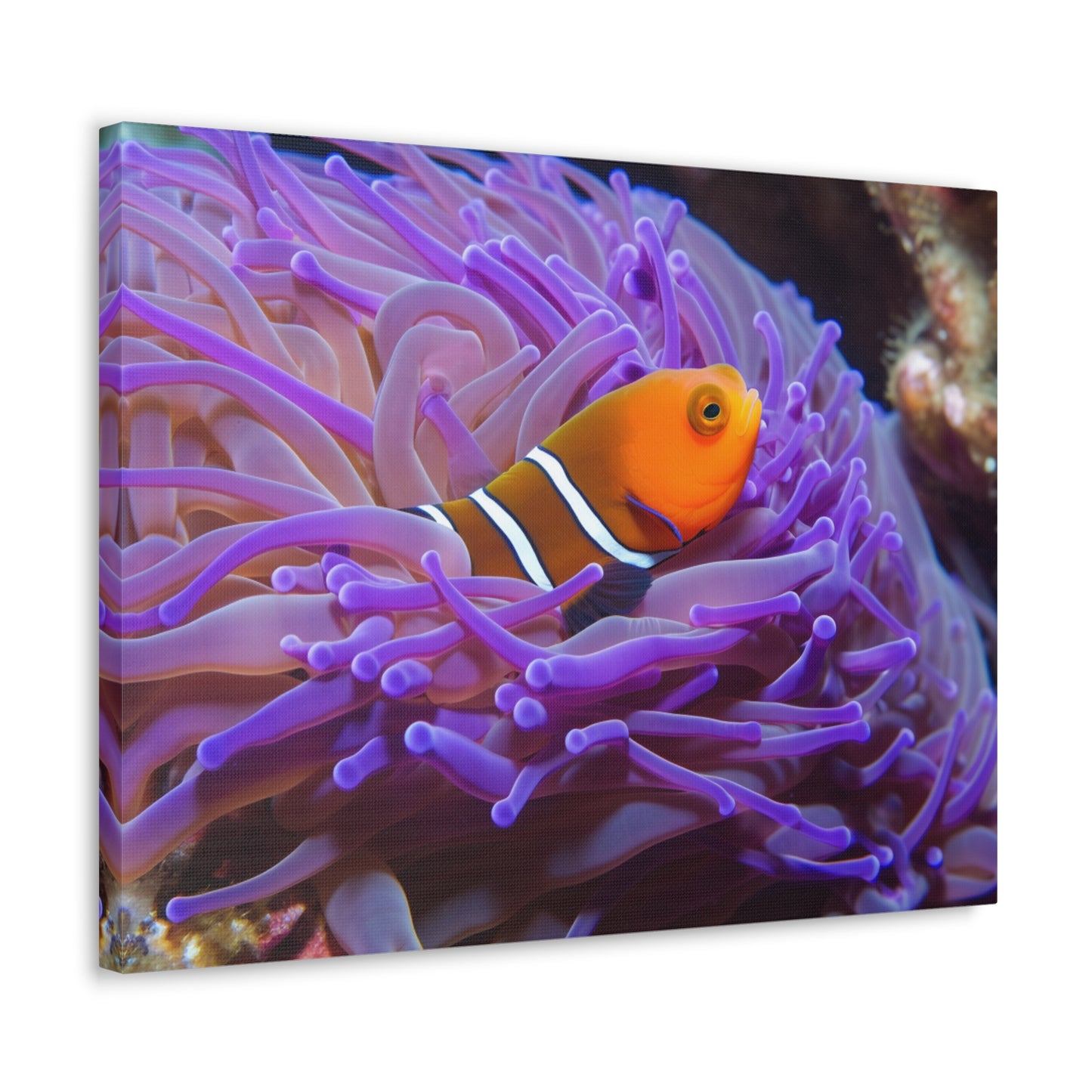 Canvas Gallery Wraps Anemone Clown 3