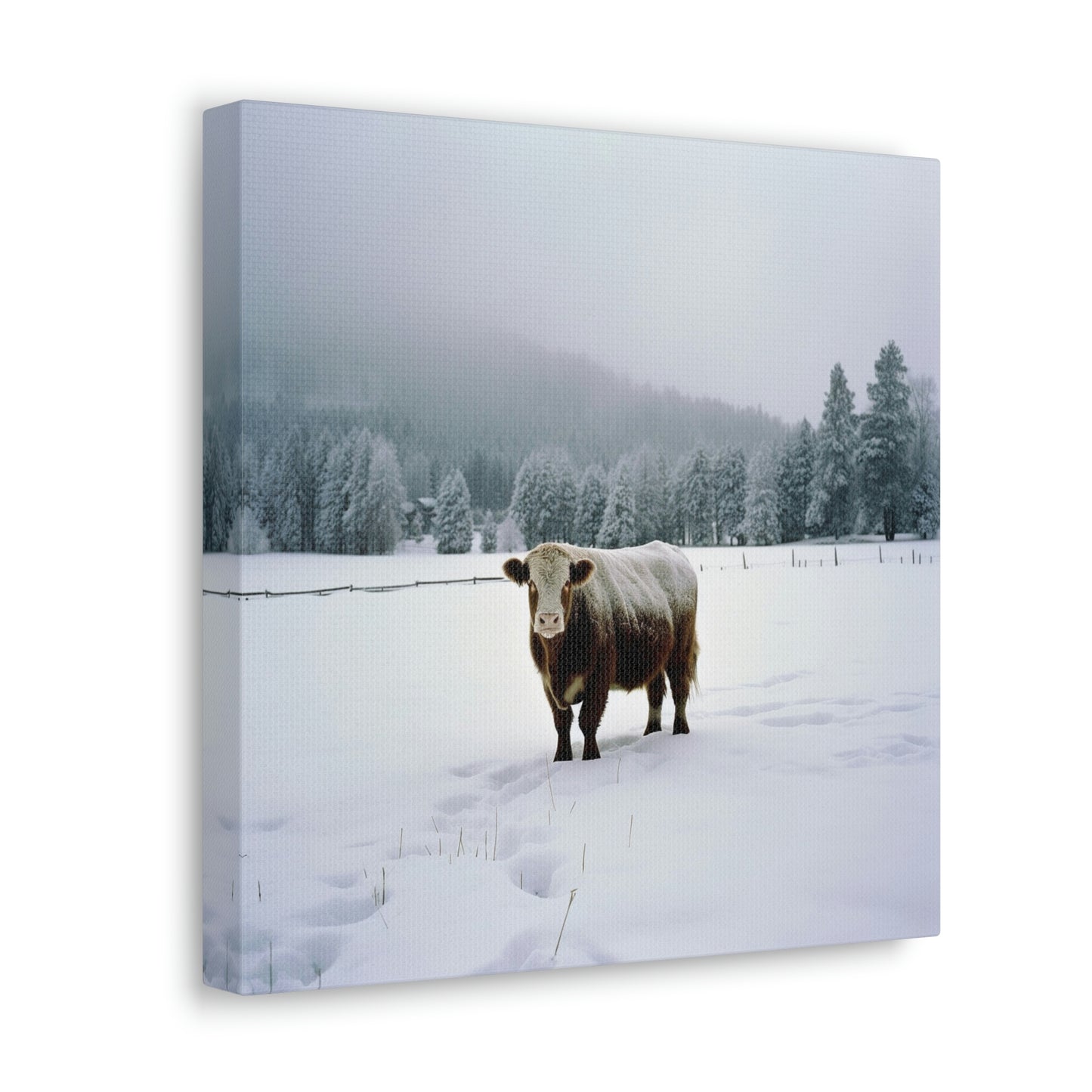 Canvas Gallery Wraps  Cow Snow 1