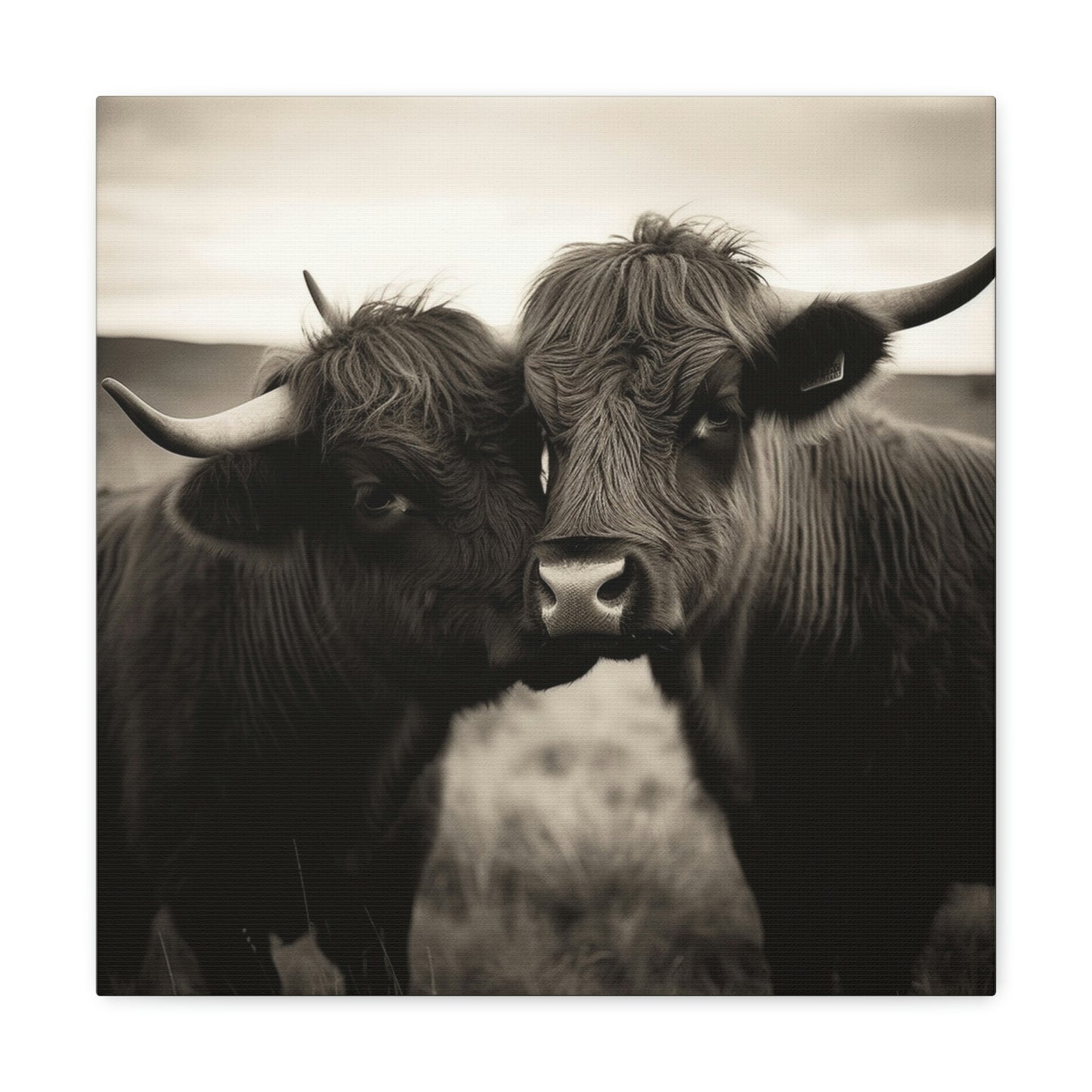 Canvas Gallery Wraps Cow Love 4