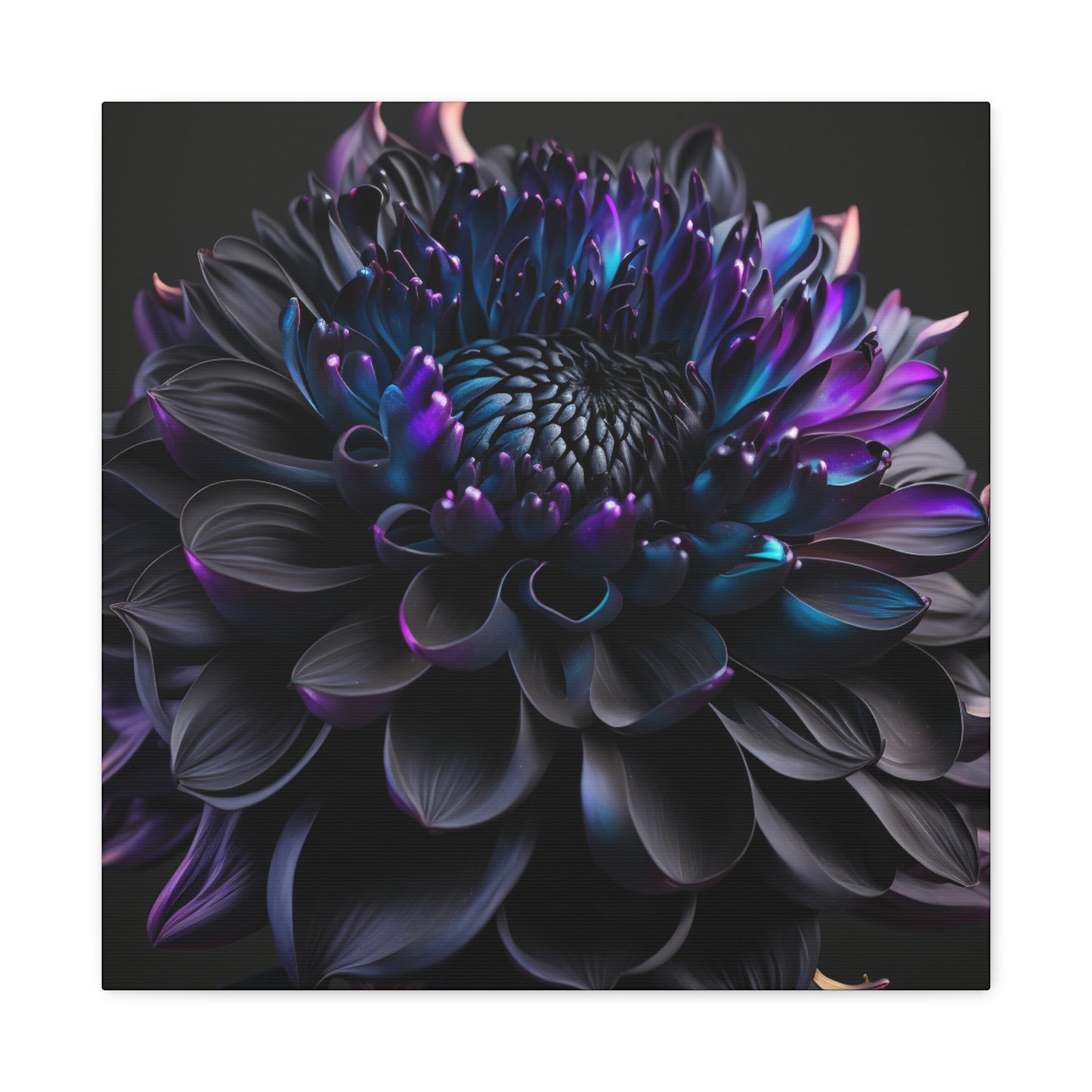 Dahlia dark 2