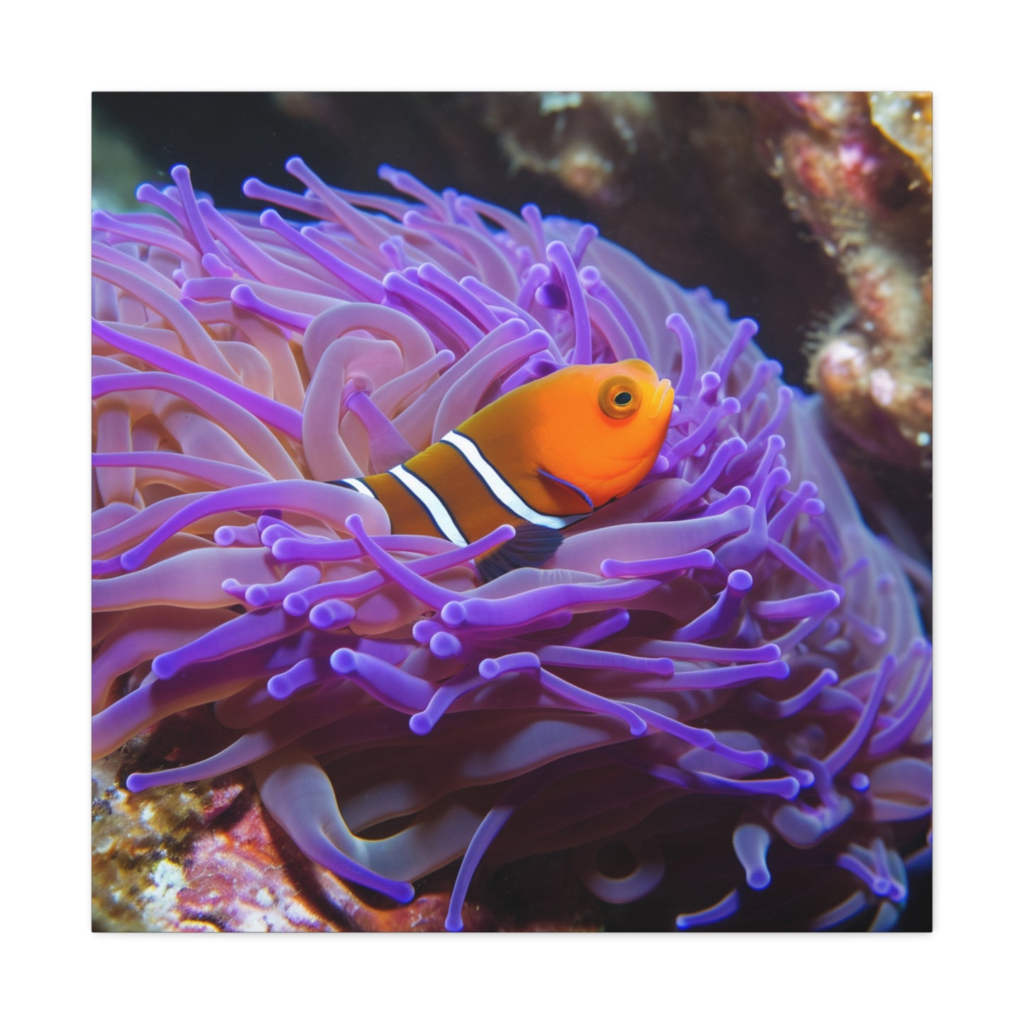 Canvas Gallery Wraps Anemone Clown 3