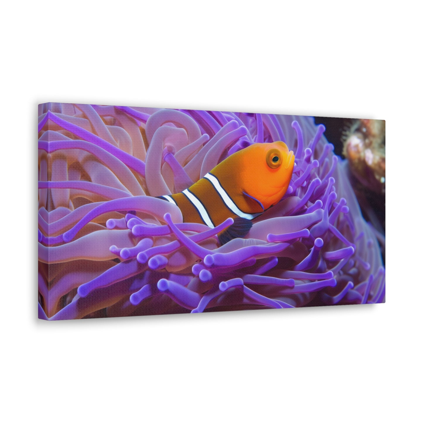 Canvas Gallery Wraps Anemone Clown 3