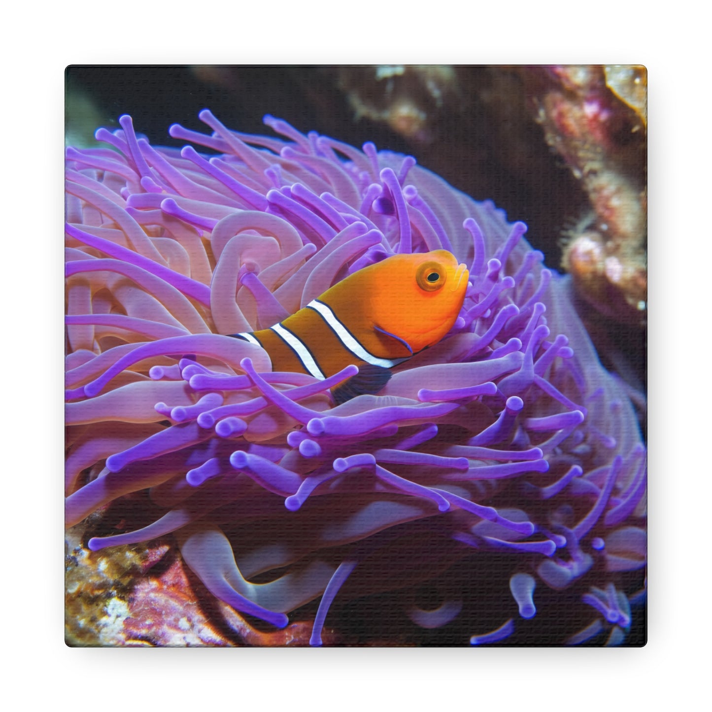 Canvas Gallery Wraps Anemone Clown 3