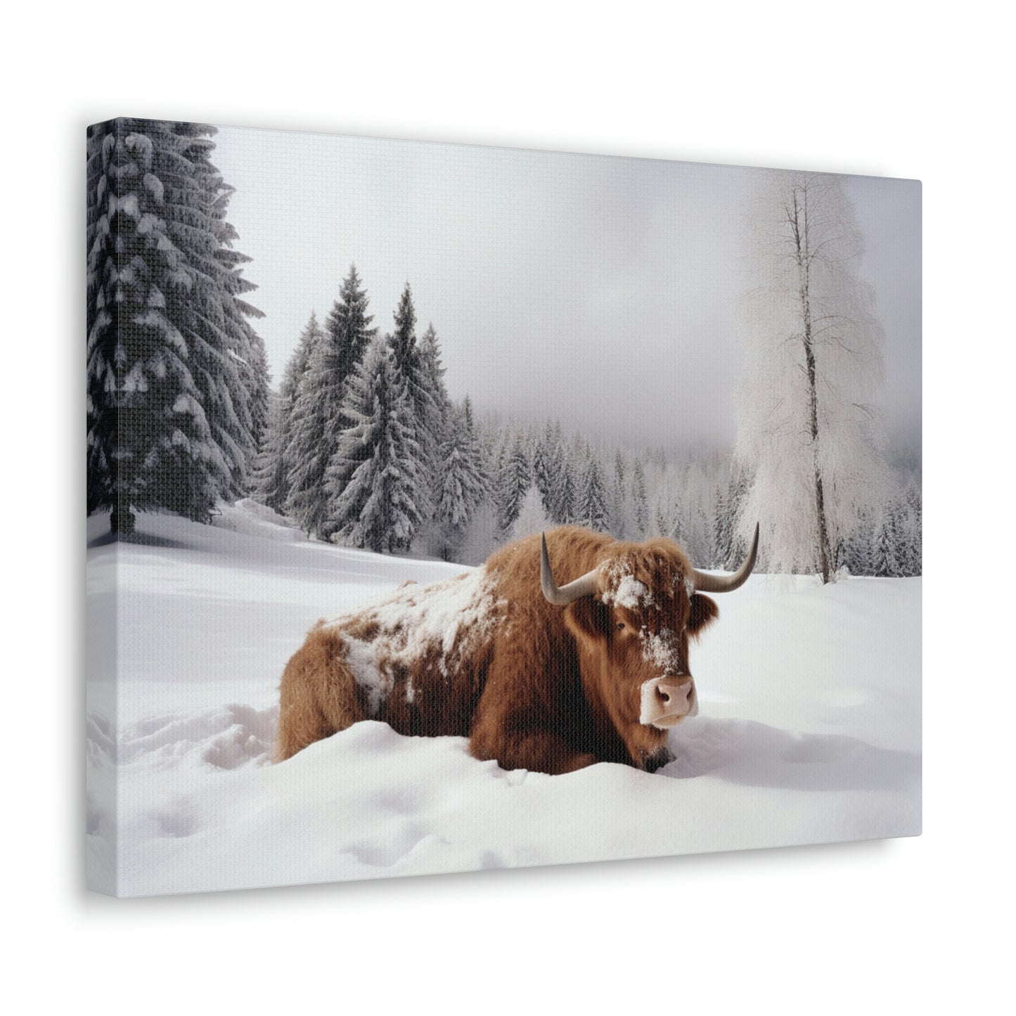 Canvas Gallery Wraps Cow Snow 2