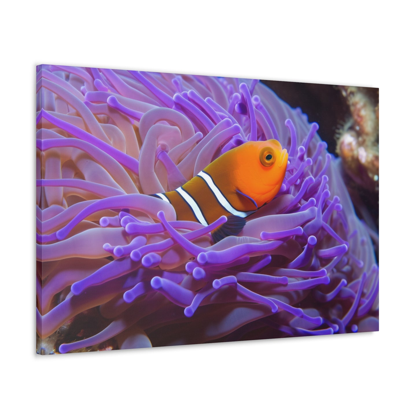 Canvas Gallery Wraps Anemone Clown 3