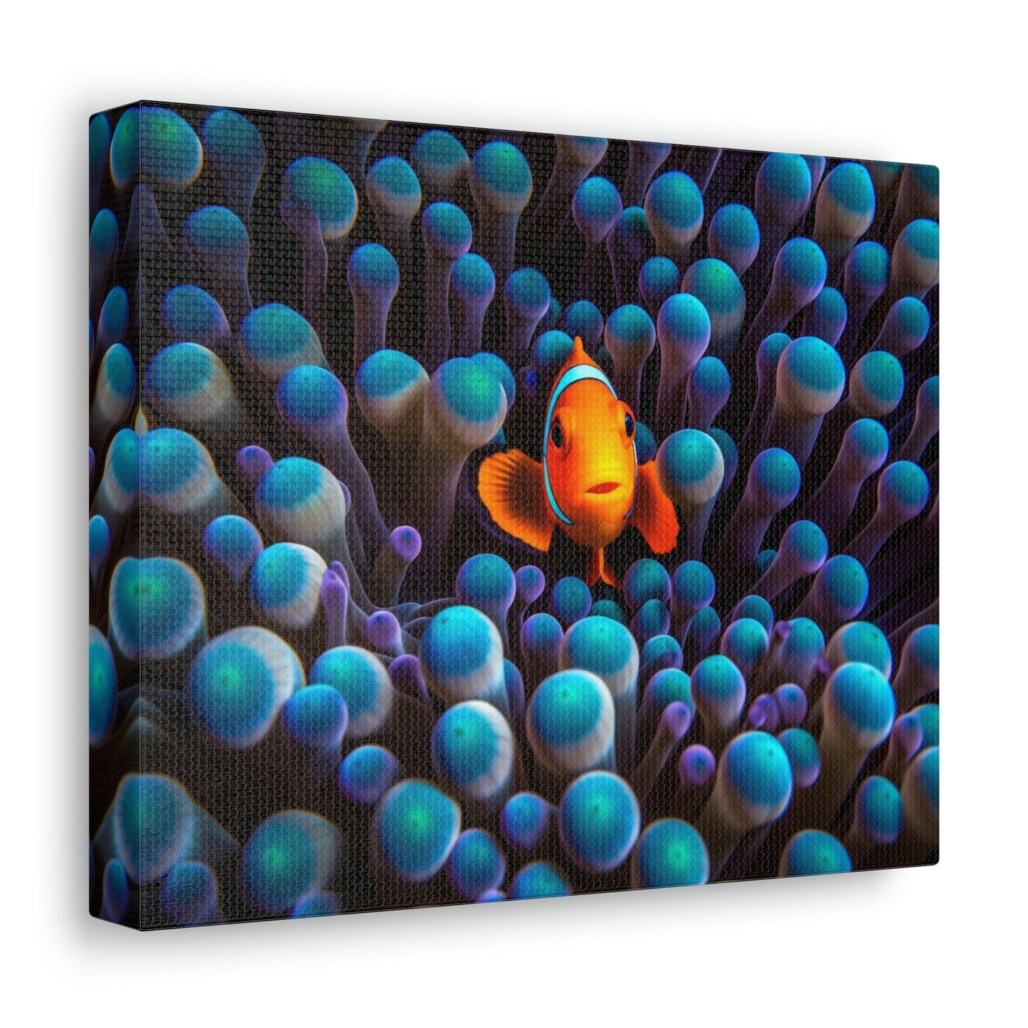 Canvas Gallery Wraps Clown Fish 1