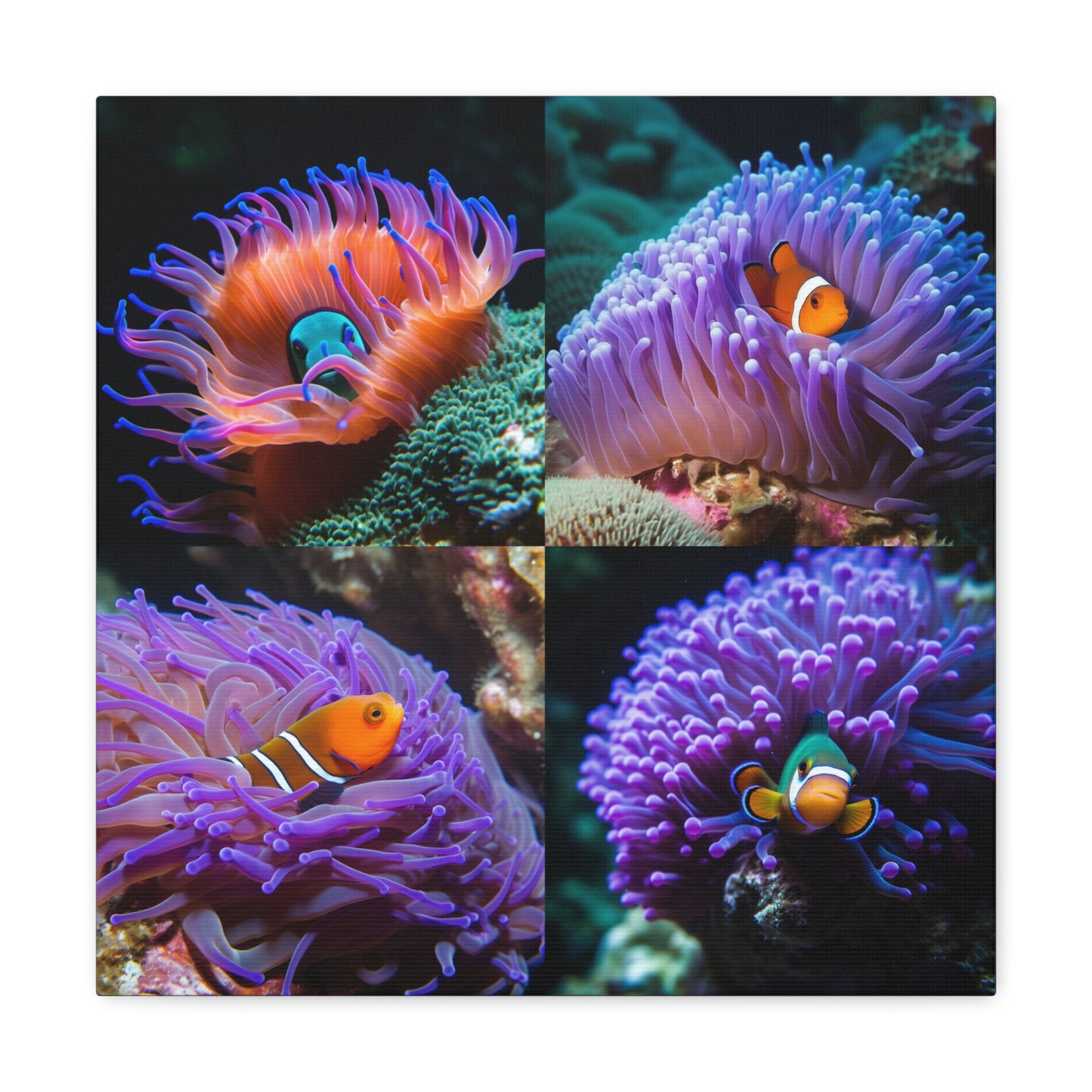 Canvas Gallery Wraps Anemone Clown 4 Pack