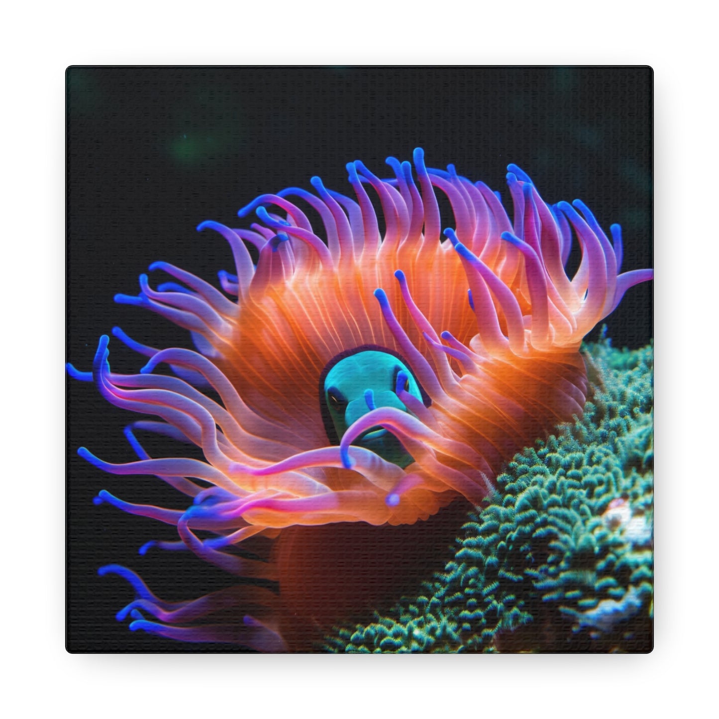 Canvas Gallery Wraps Anemone Clown 1