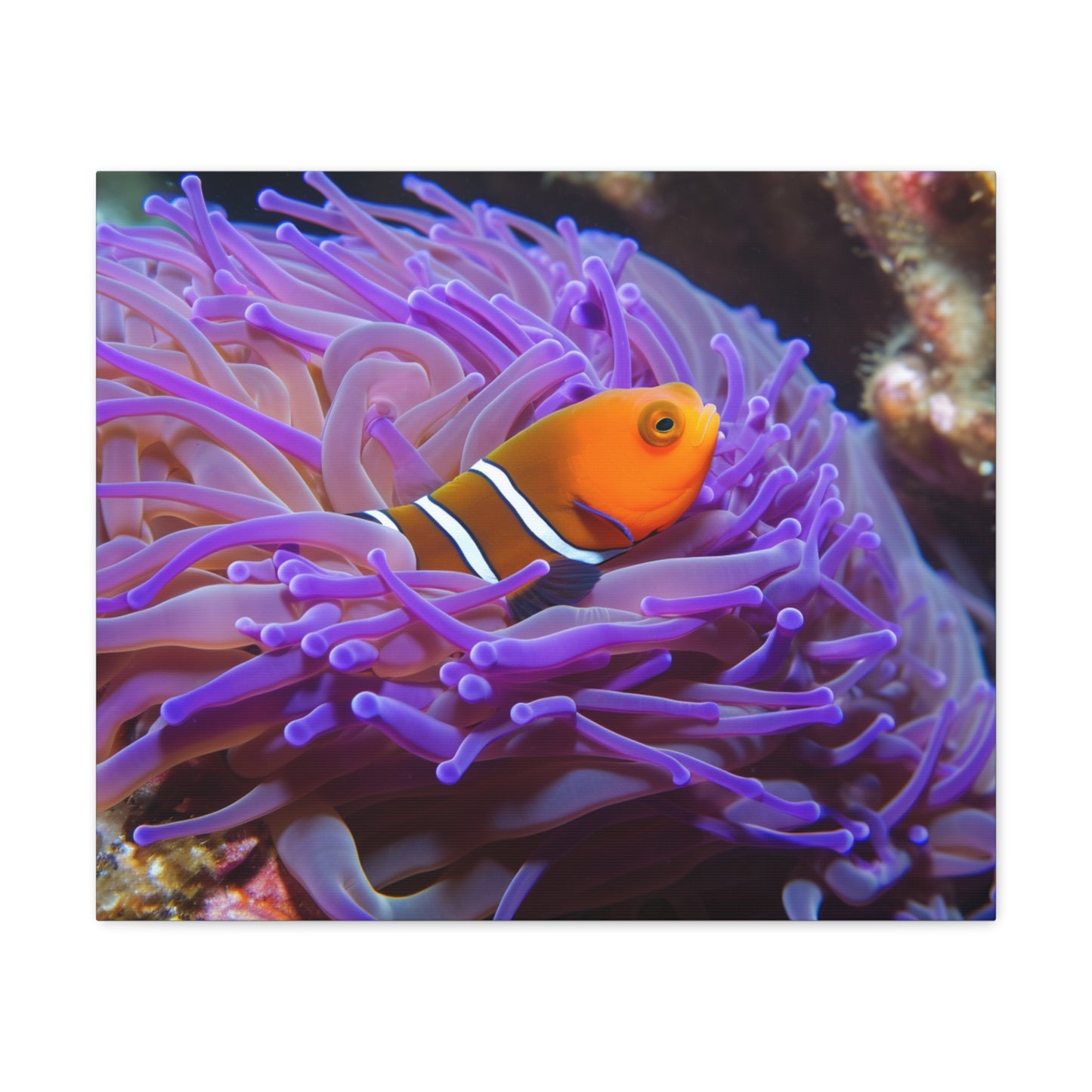 Canvas Gallery Wraps Anemone Clown 3