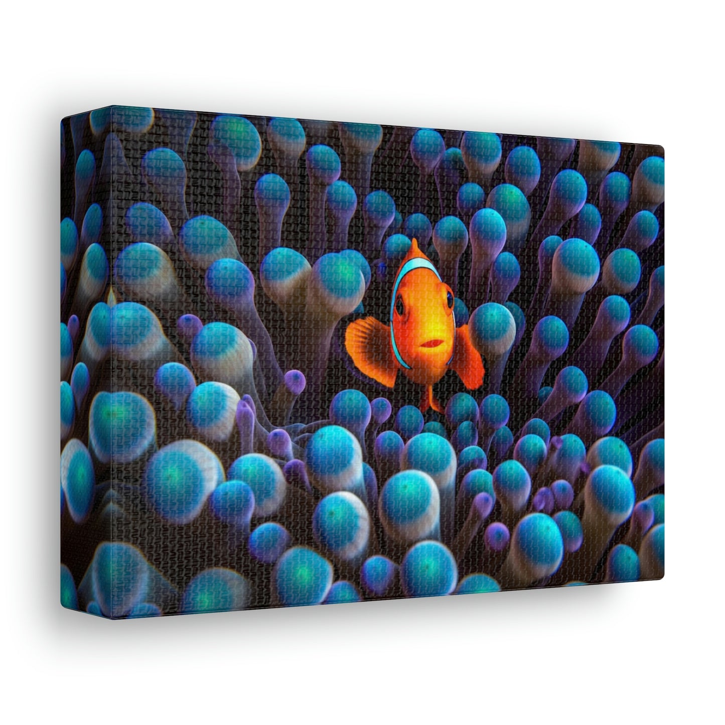 Canvas Gallery Wraps Clown Fish 1