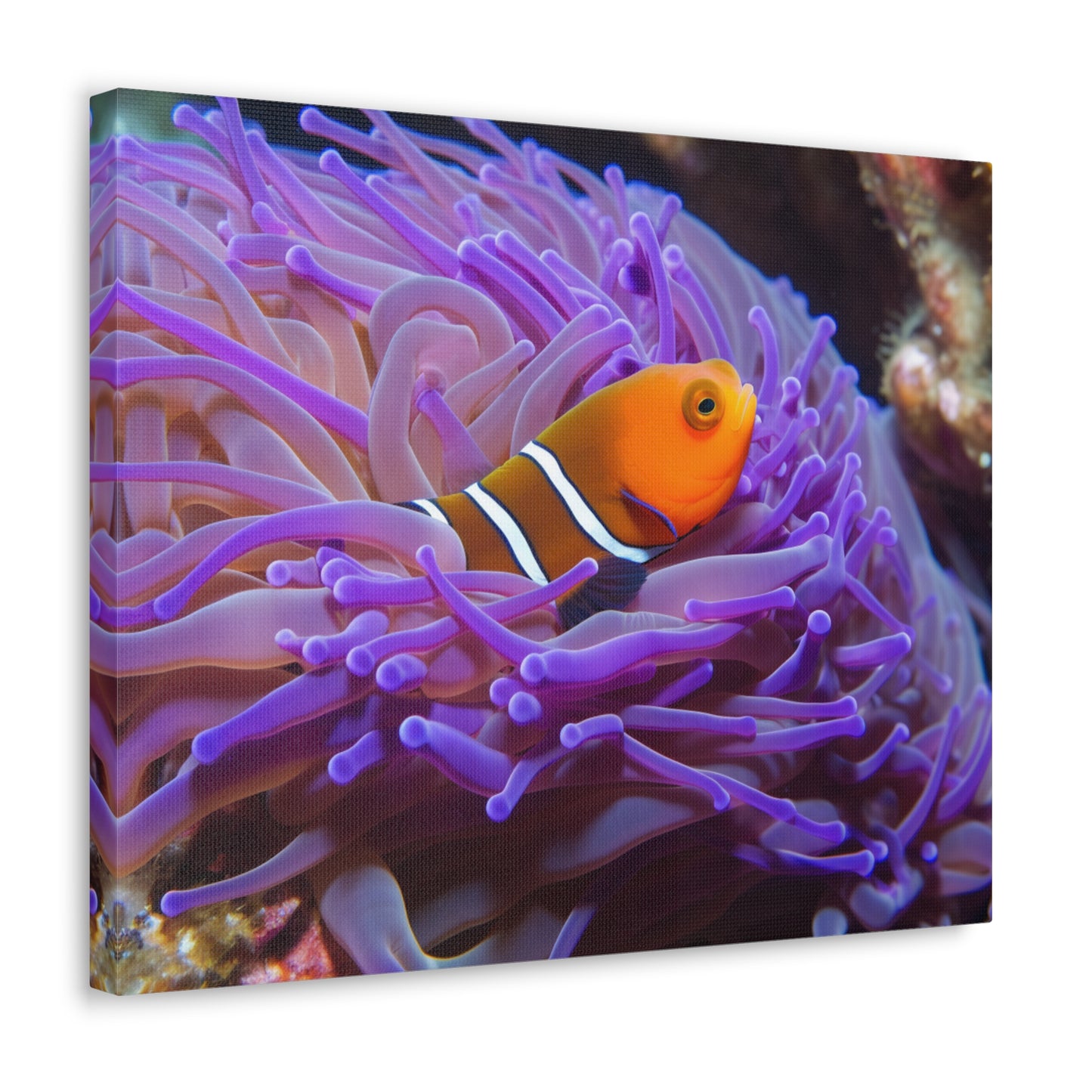 Canvas Gallery Wraps Anemone Clown 3