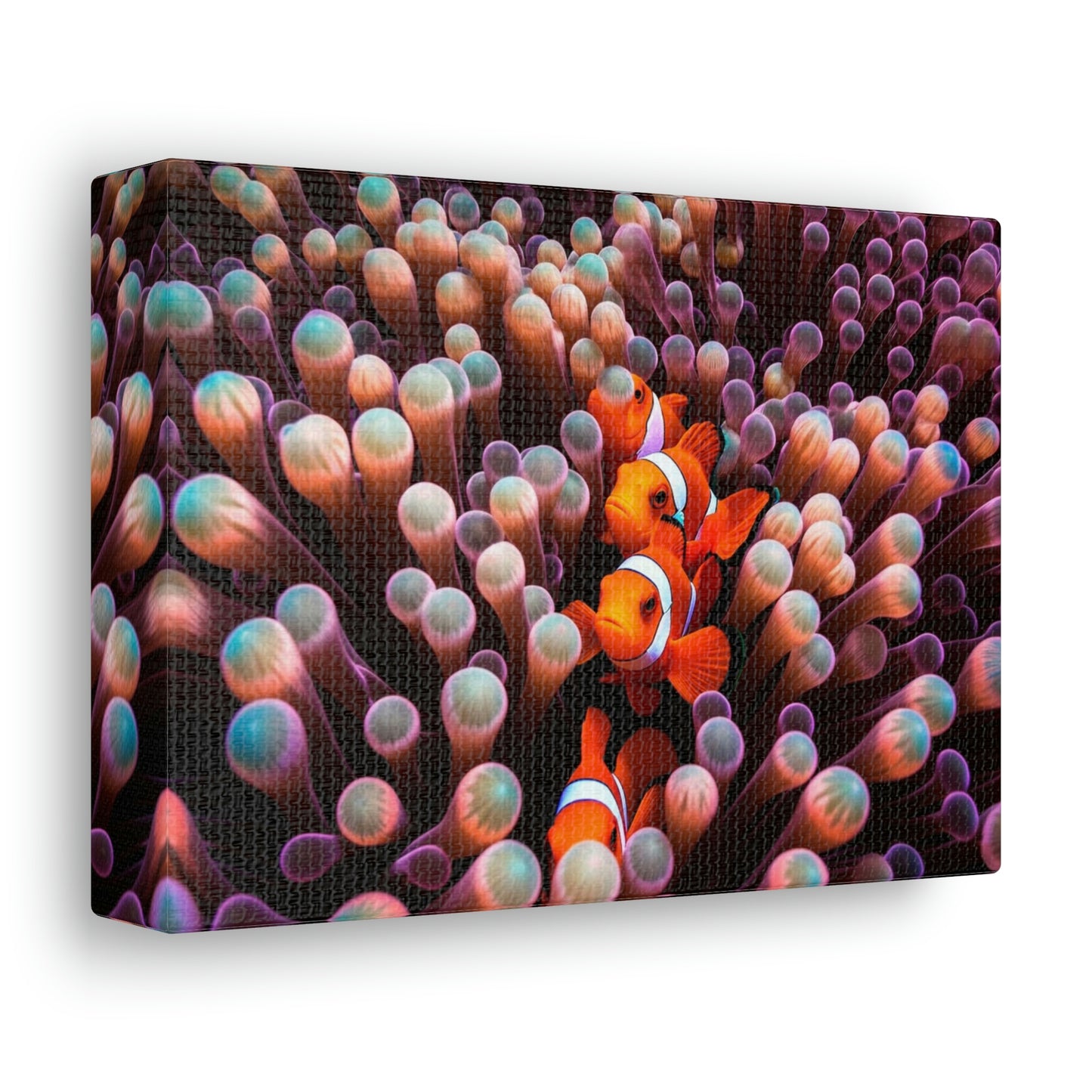 Canvas Gallery Wraps Clown Fish 3