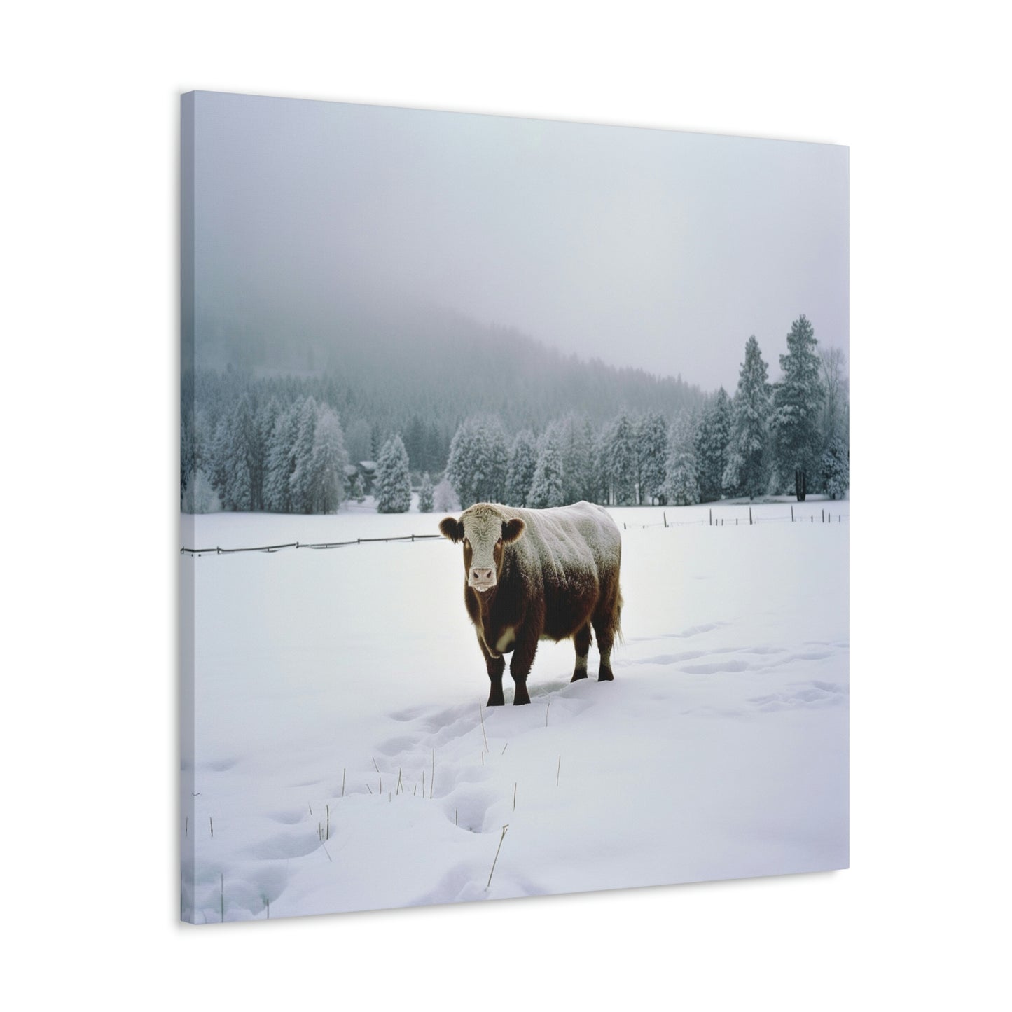 Canvas Gallery Wraps  Cow Snow 1