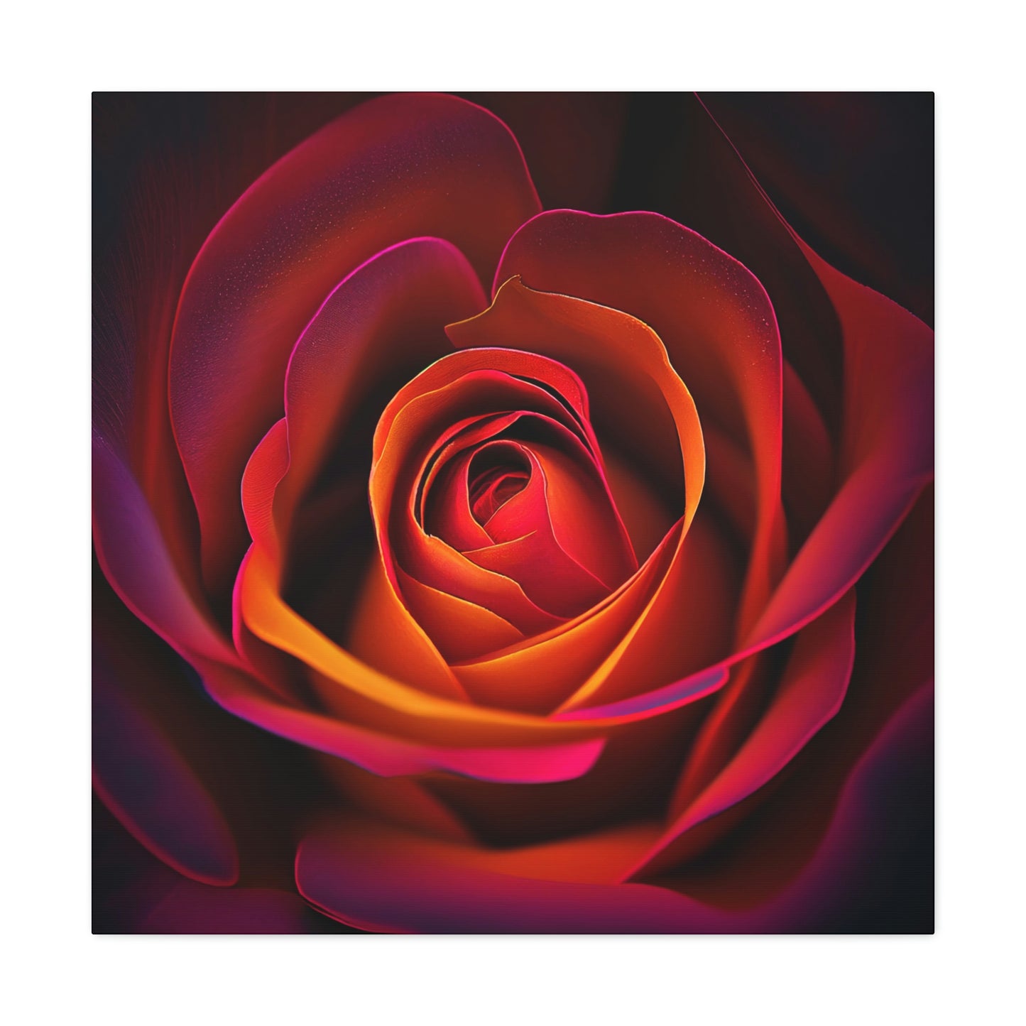 Color Rose 1