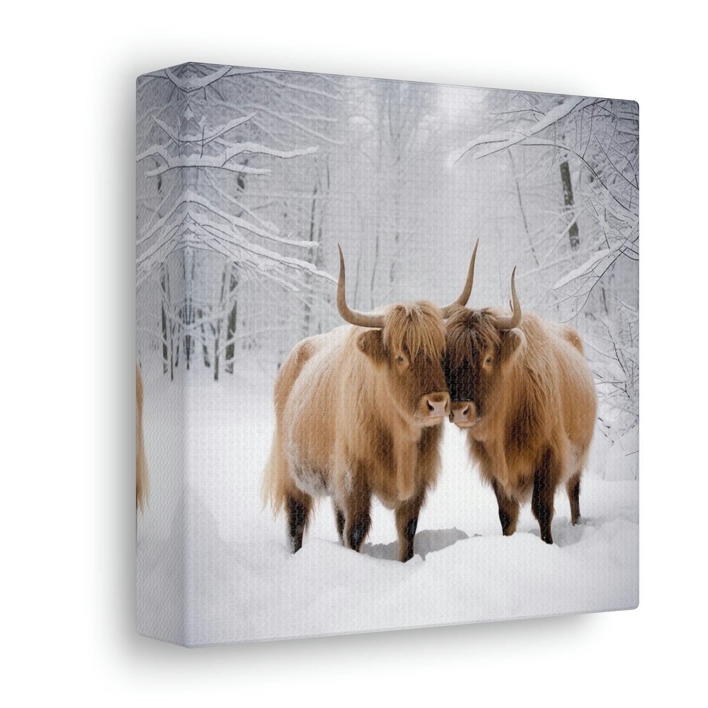 Canvas Gallery Wraps Long Haired Cow snow 1