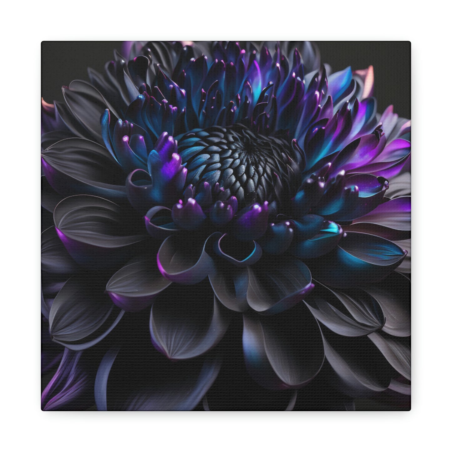 Dahlia dark 2