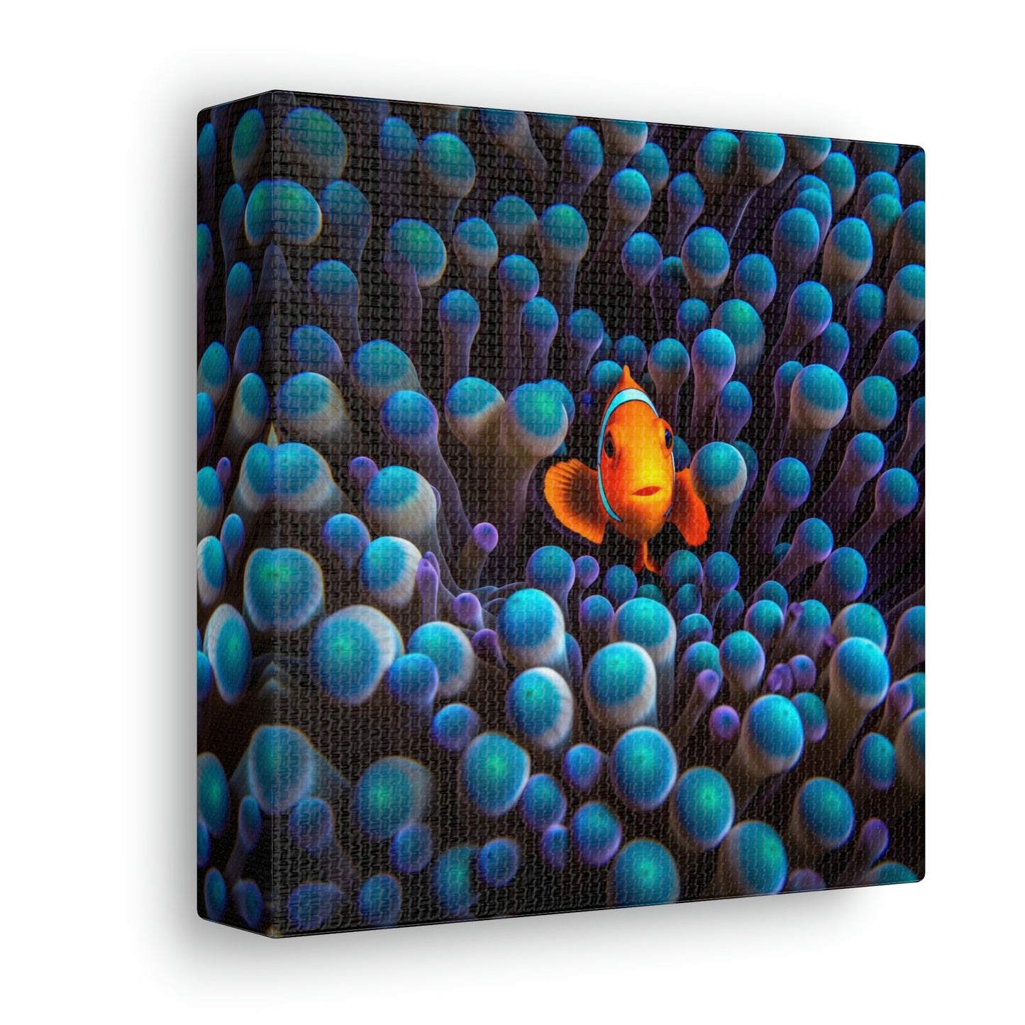 Canvas Gallery Wraps Clown Fish 1