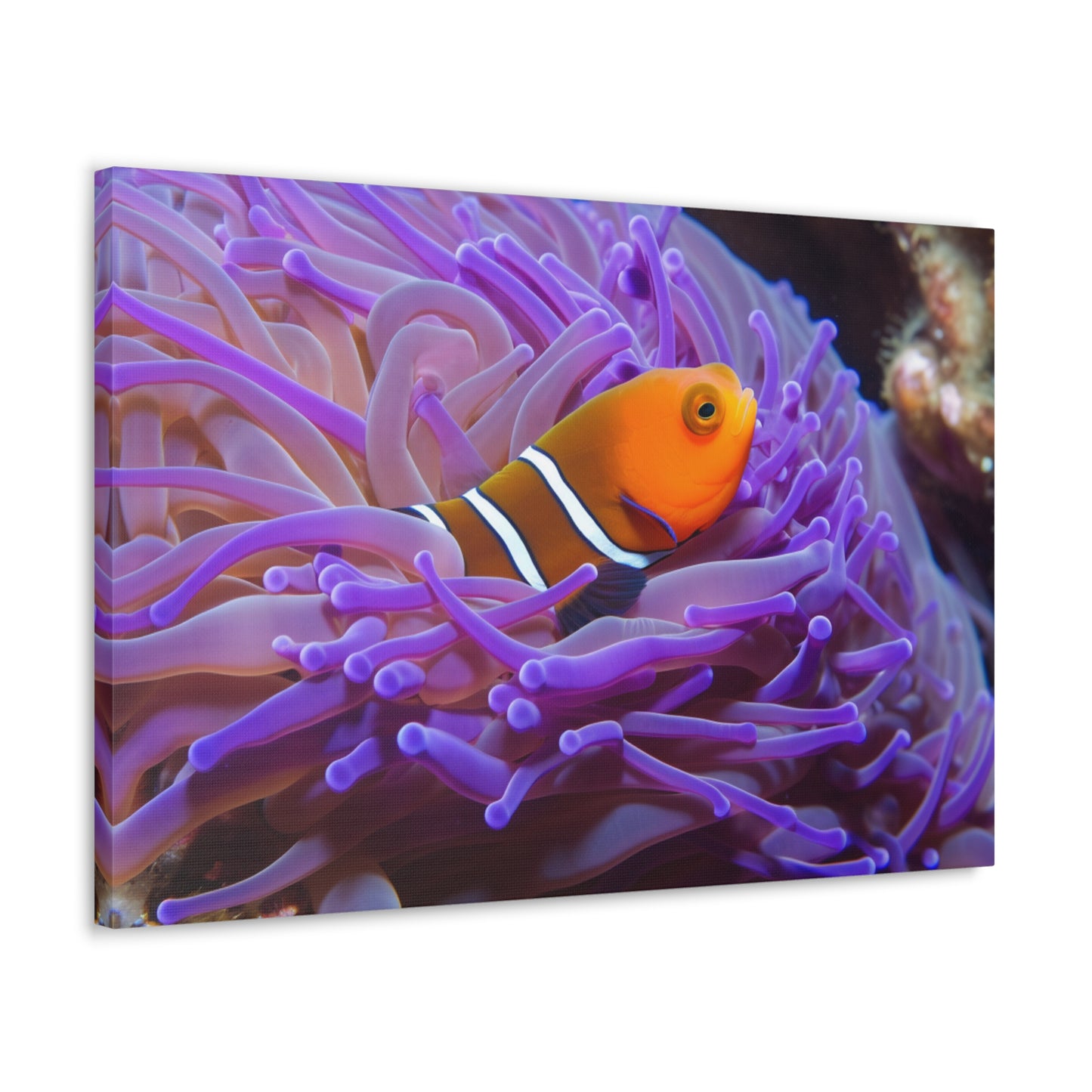 Canvas Gallery Wraps Anemone Clown 3