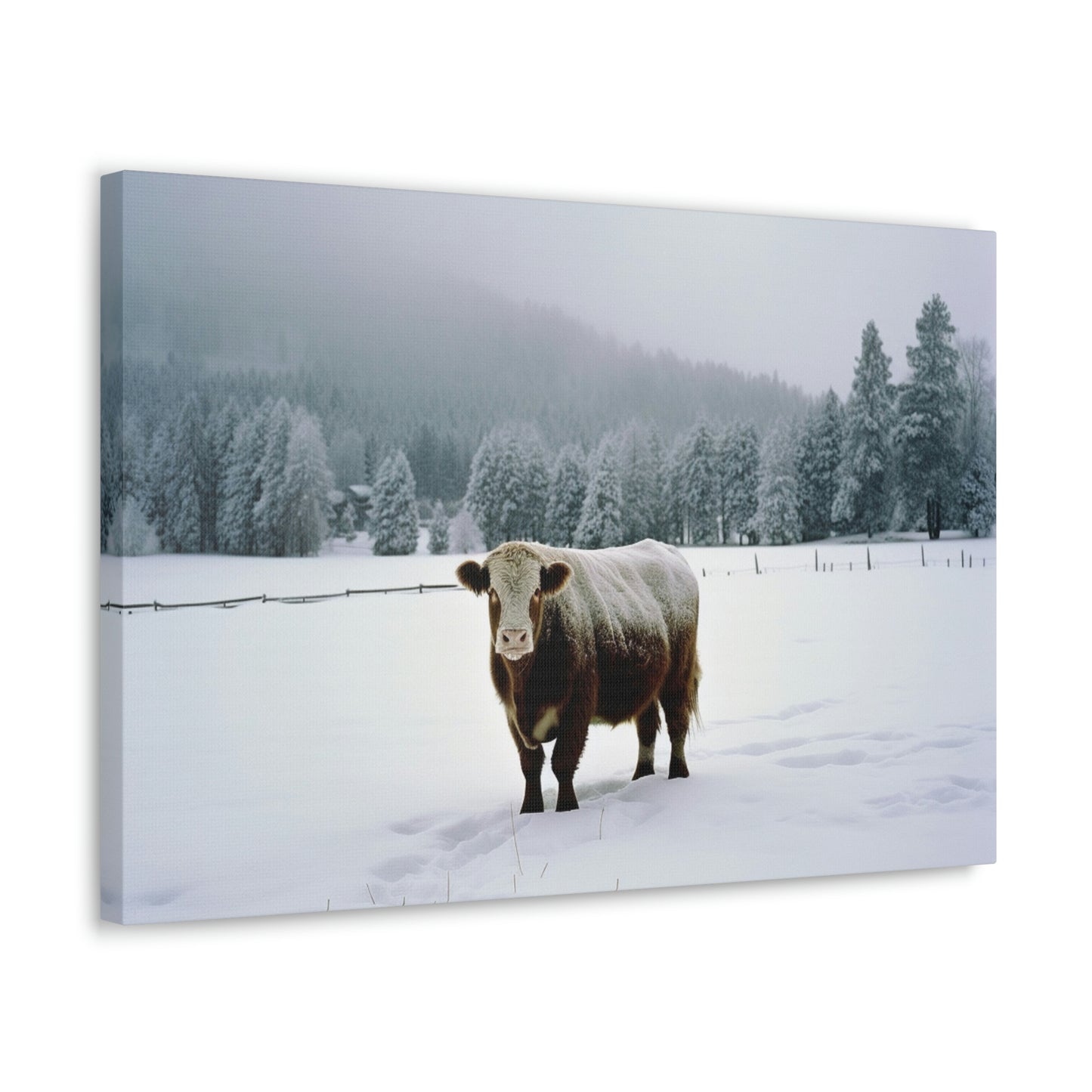 Canvas Gallery Wraps  Cow Snow 1