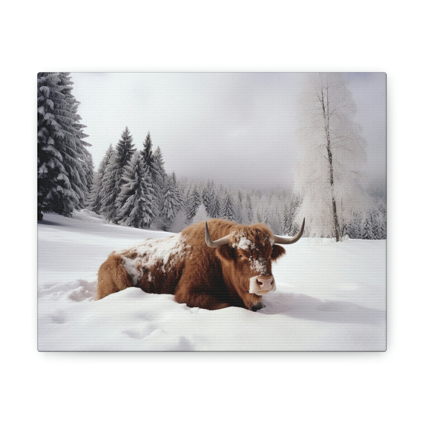 Canvas Gallery Wraps Cow Snow 2