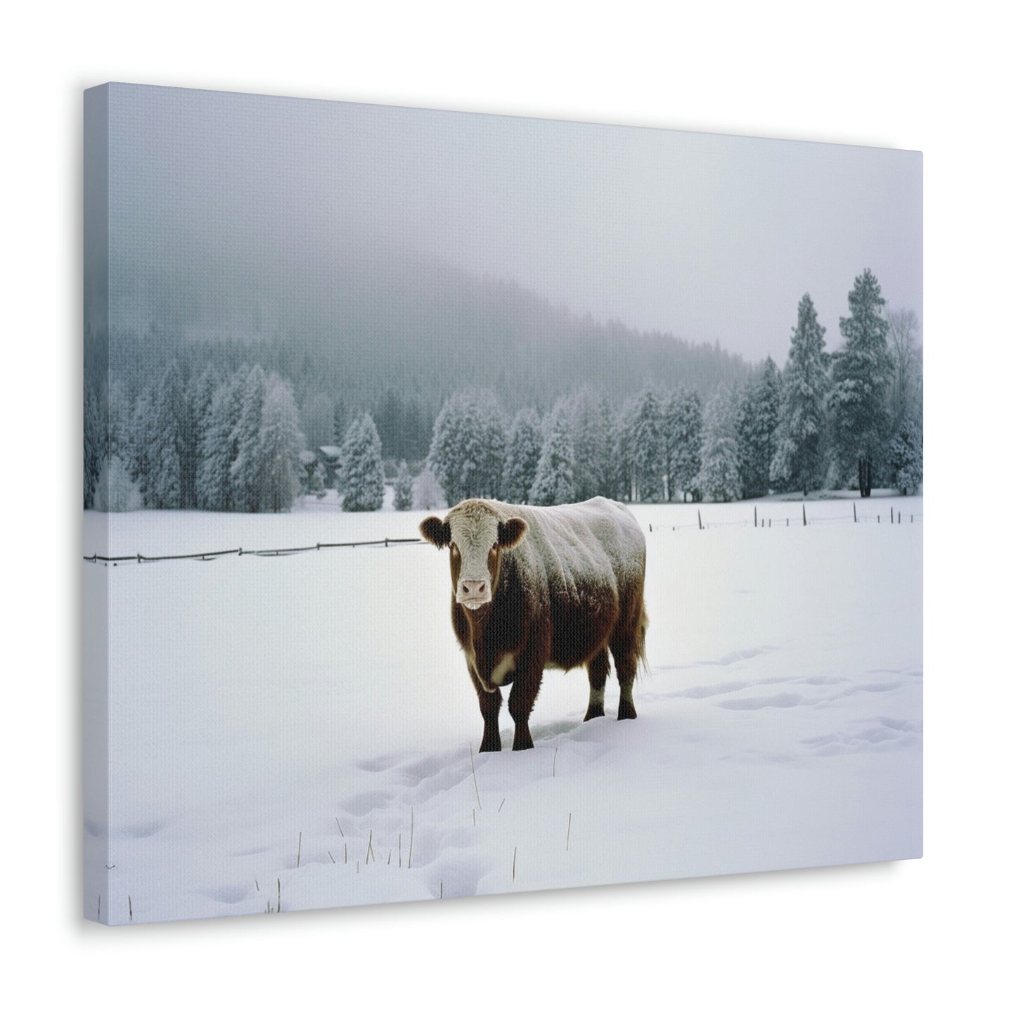 Canvas Gallery Wraps  Cow Snow 1