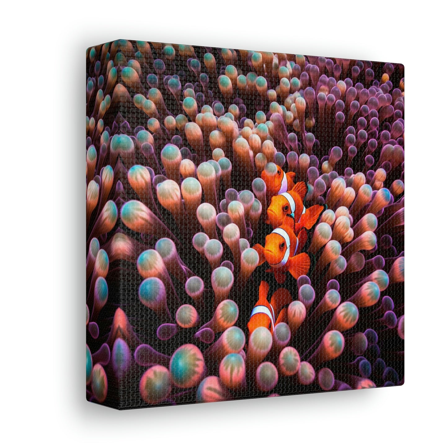 Canvas Gallery Wraps Clown Fish 3