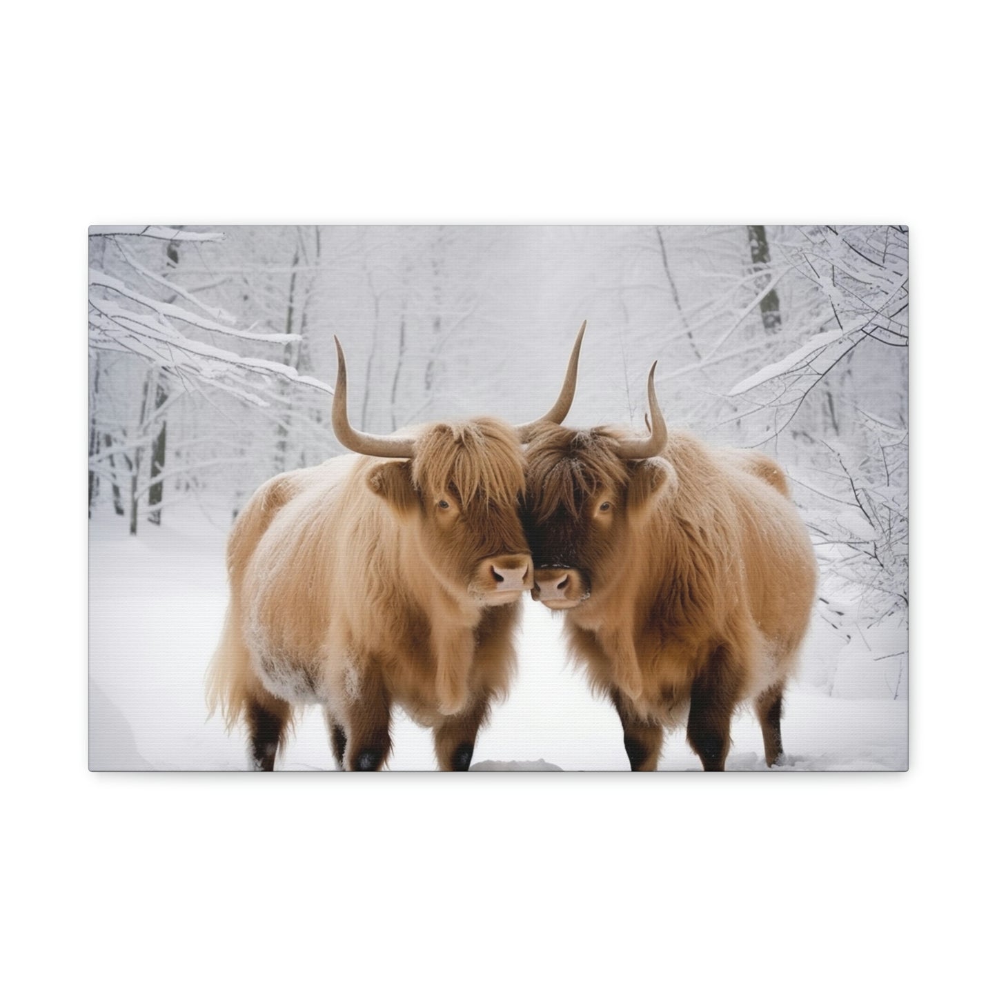 Canvas Gallery Wraps Long Haired Cow snow 1