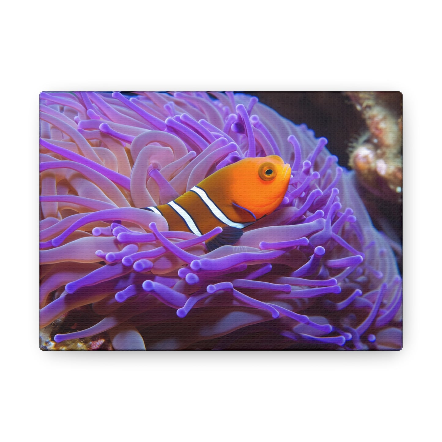 Canvas Gallery Wraps Anemone Clown 3