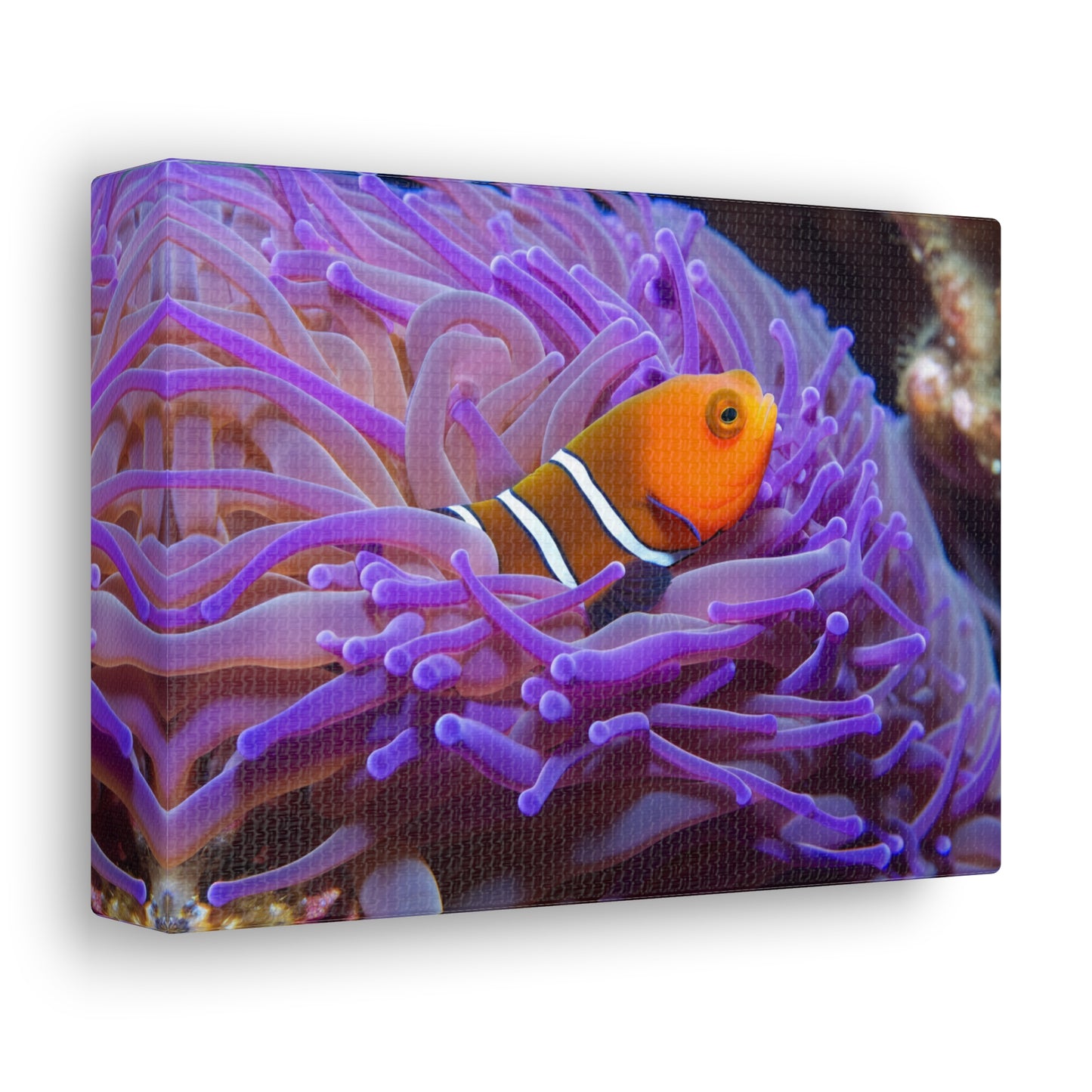 Canvas Gallery Wraps Anemone Clown 3