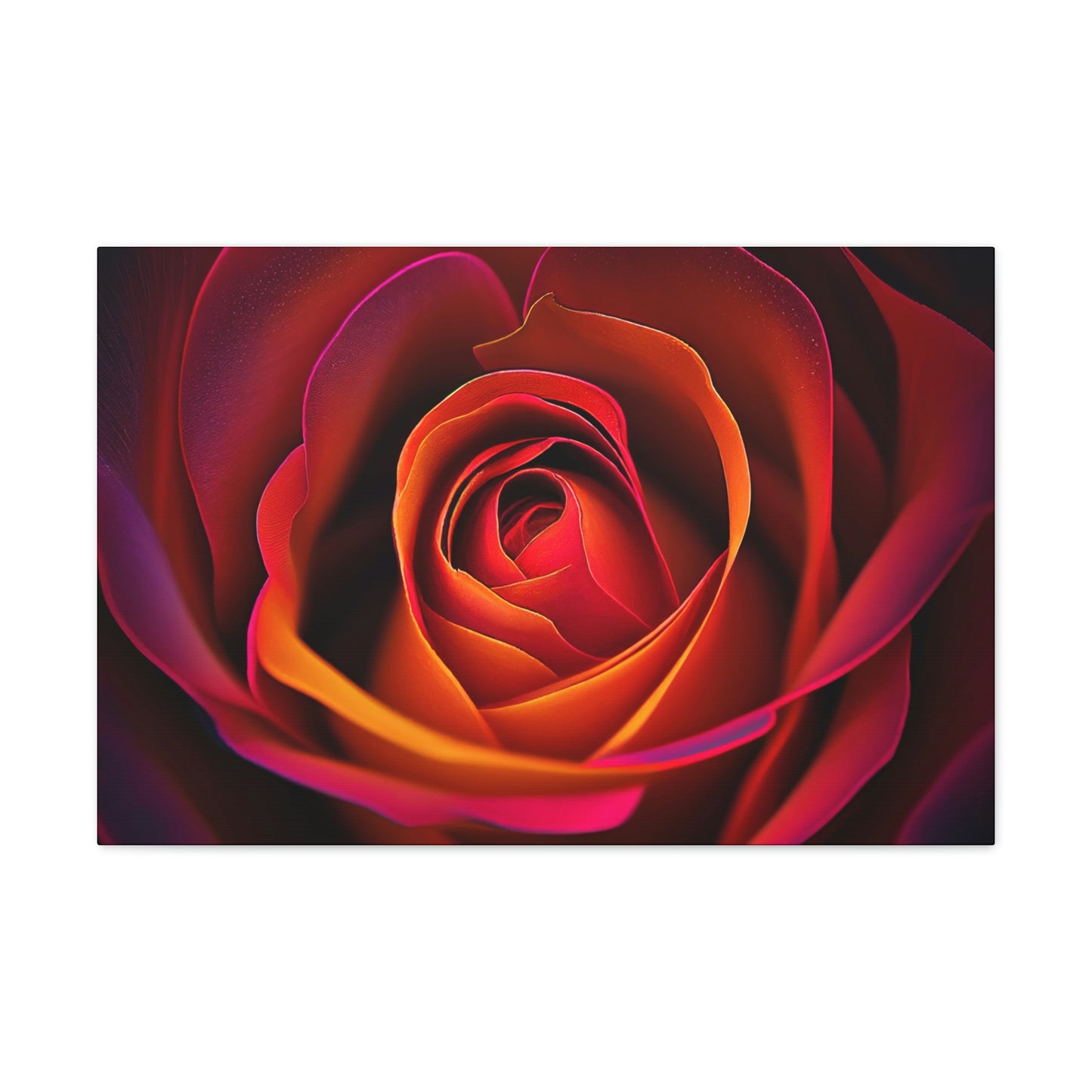Color Rose 1