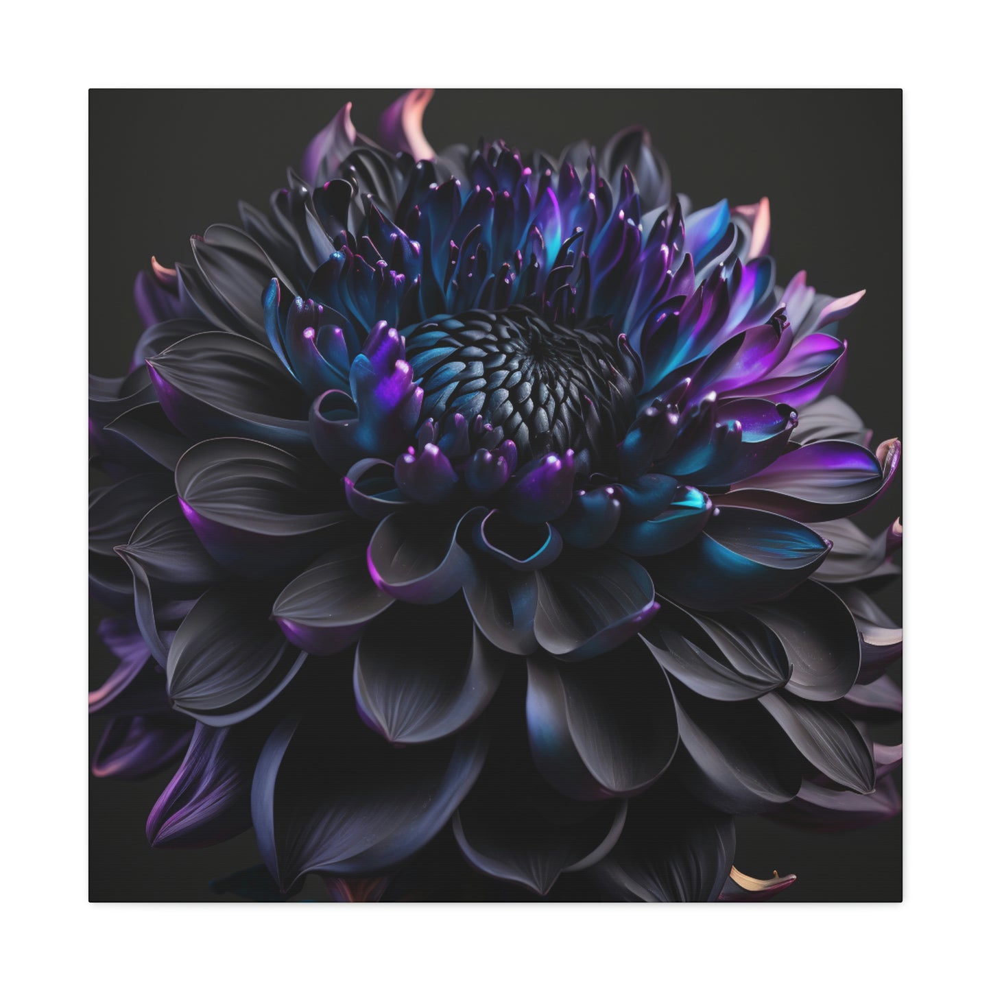 Dahlia dark 2