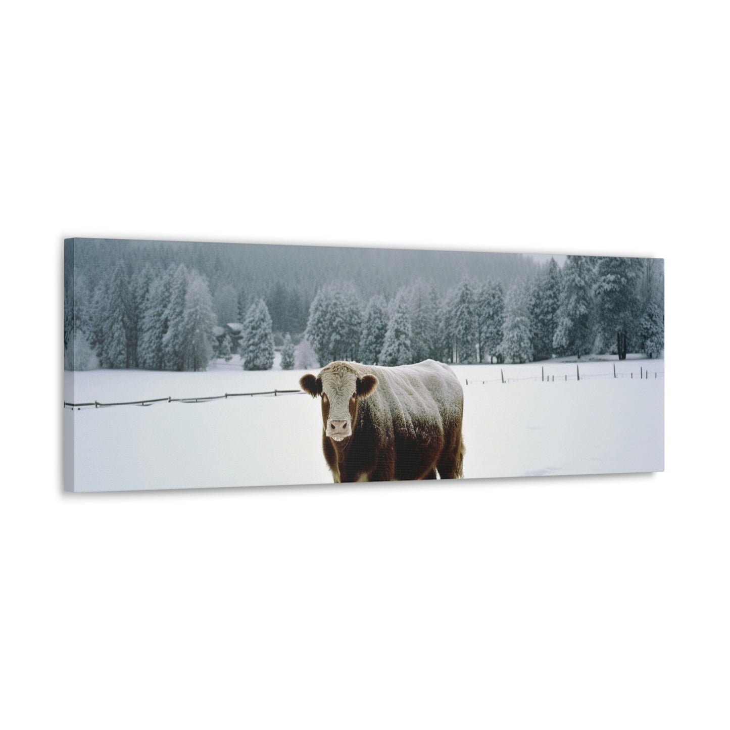 Canvas Gallery Wraps  Cow Snow 1