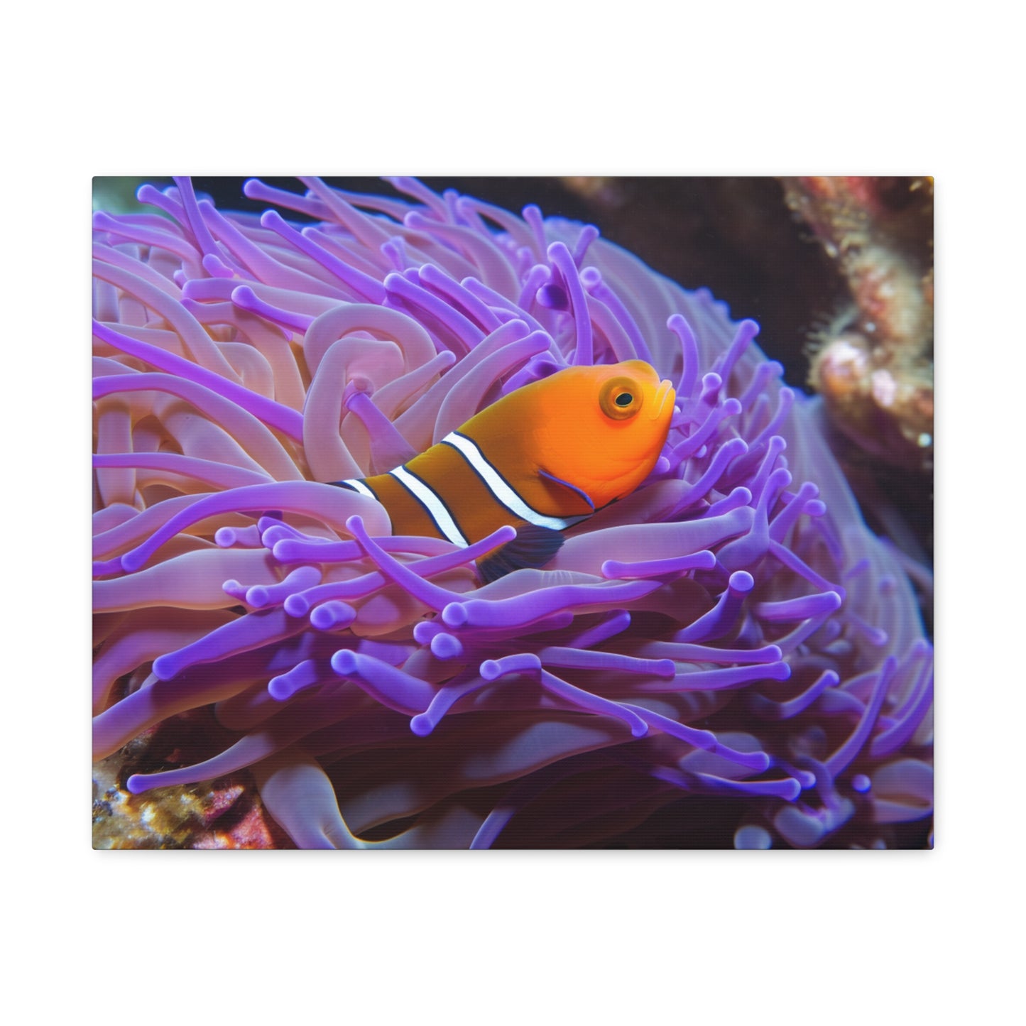 Canvas Gallery Wraps Anemone Clown 3