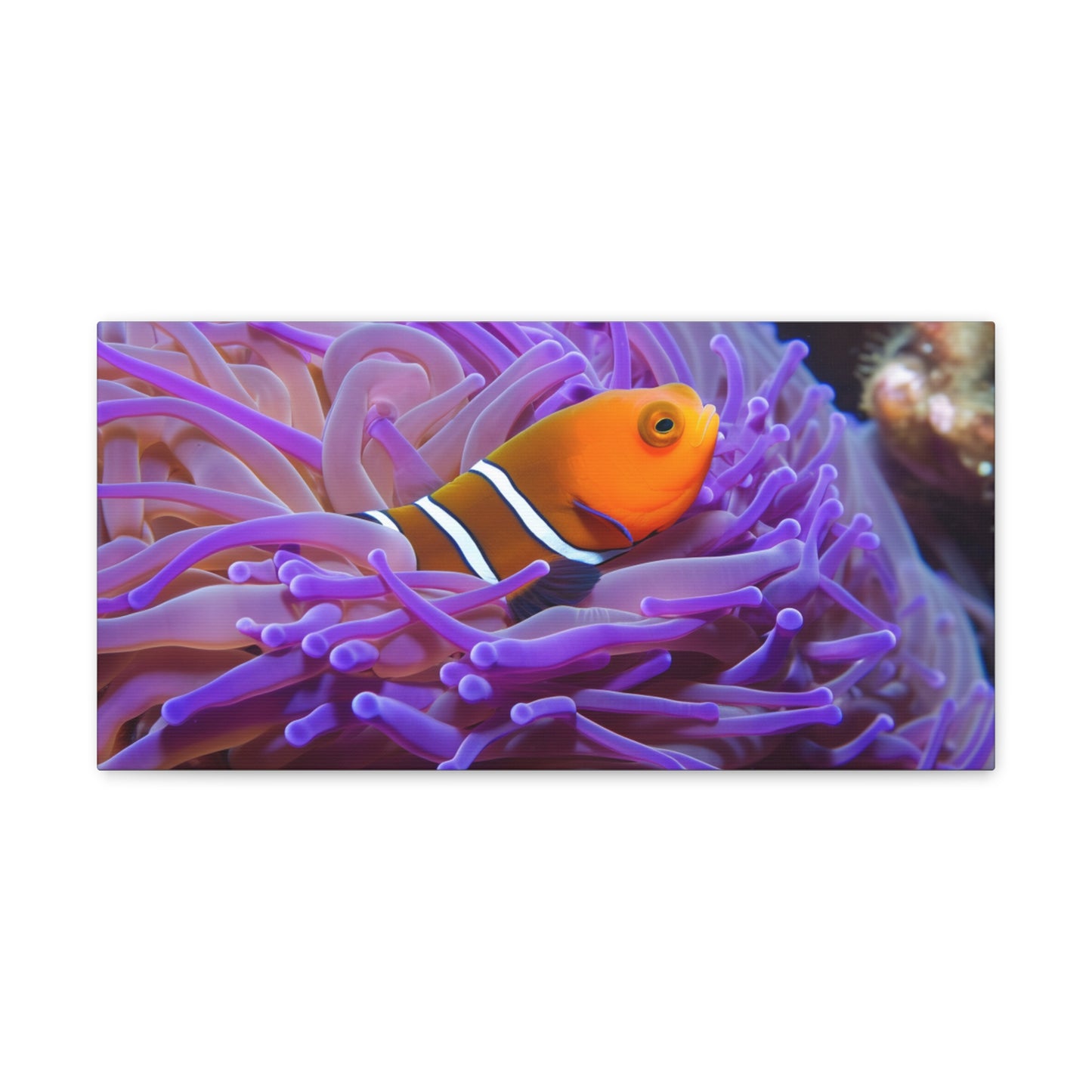 Canvas Gallery Wraps Anemone Clown 3