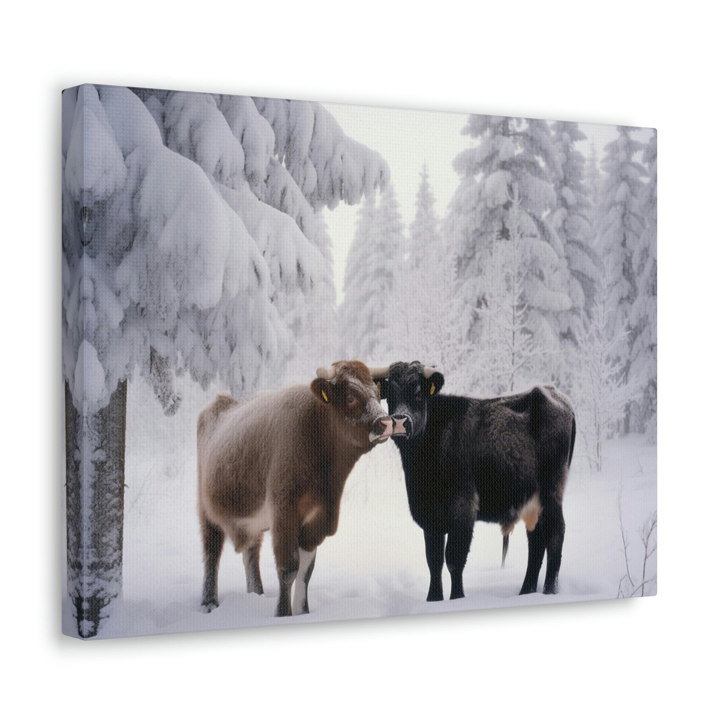 Canvas Gallery Wraps Long Haired Cow snow 3