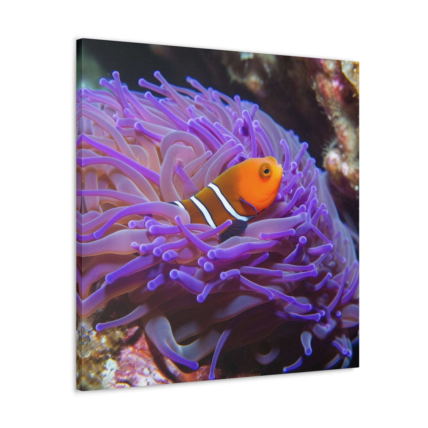 Canvas Gallery Wraps Anemone Clown 3